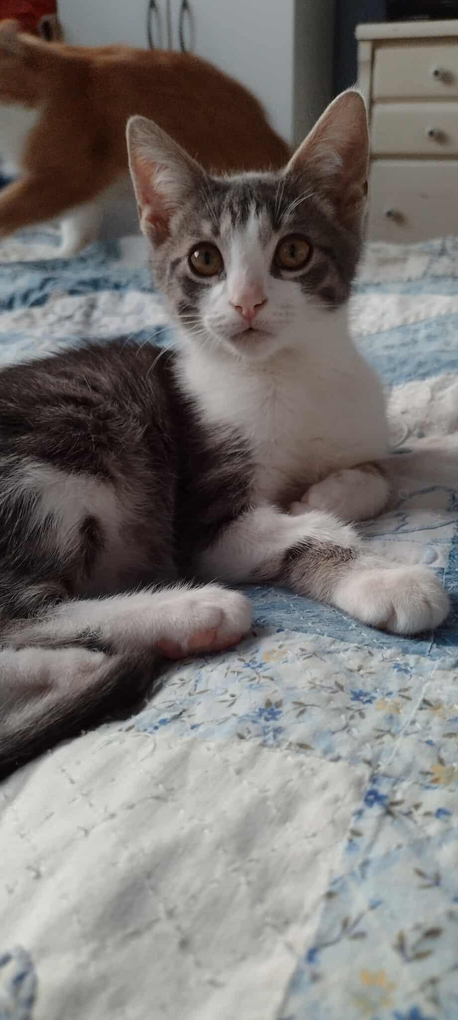 Enlarge Axl, a Adoptable Domestic Short Hair in Terrebonne, QC image 4/6