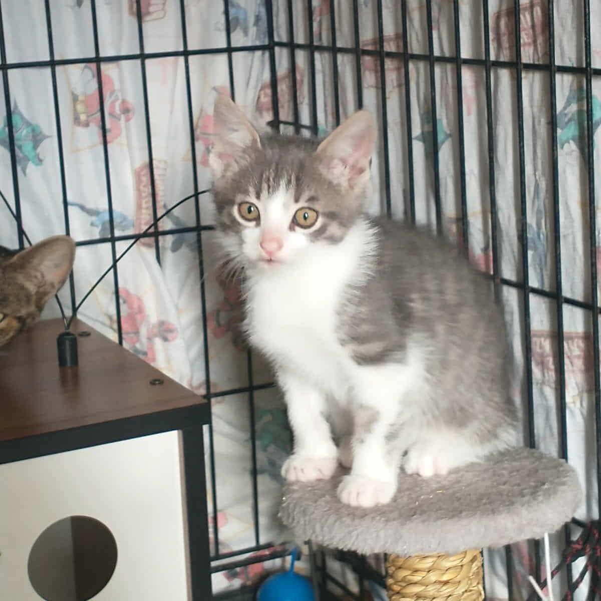 Enlarge Axl, a Adoptable Domestic Short Hair in Terrebonne, QC image 6/6