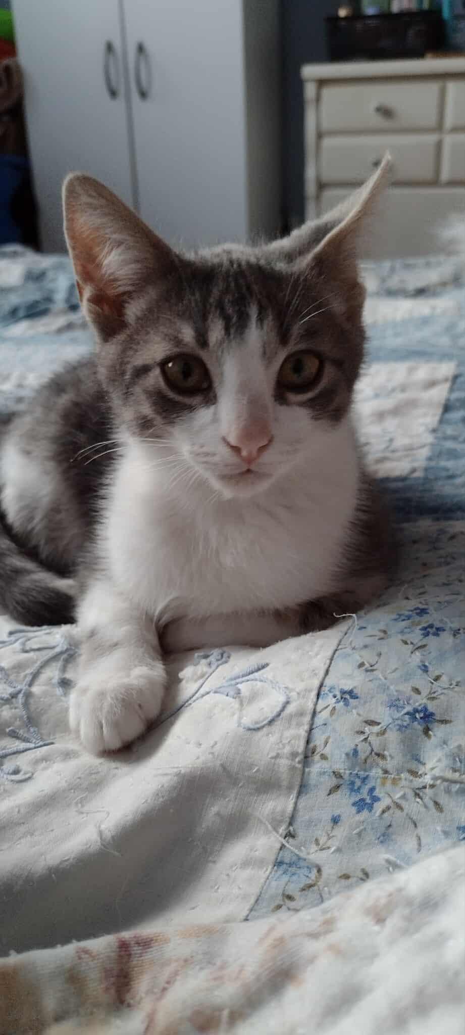 Enlarge Axl, a Adoptable Domestic Short Hair in Terrebonne, QC image 5/6