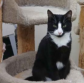 HISSY FIT, Adoptable, Young Female Domestic Short Hair.