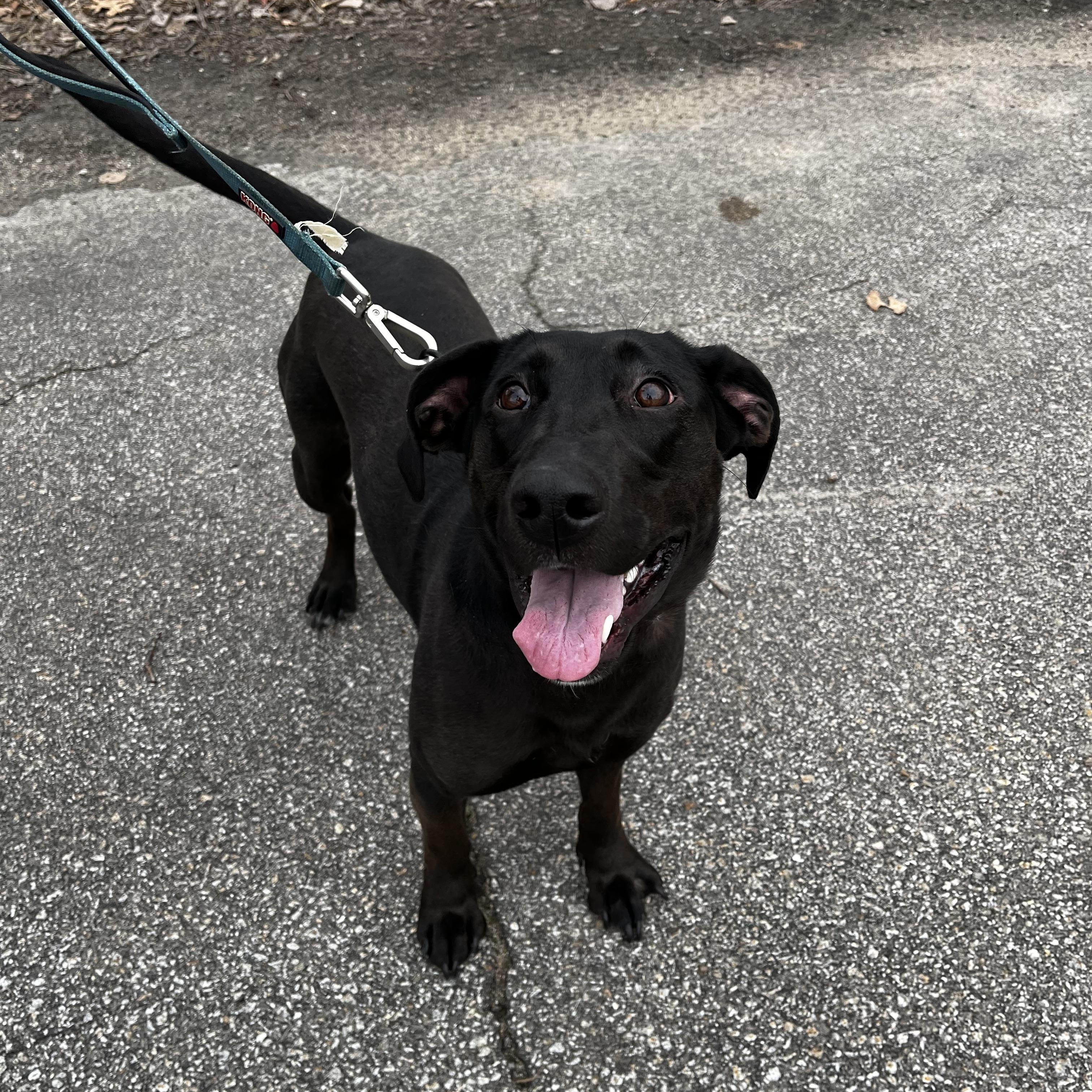 Enlarge Adoption Fee Waived! Jazzy in NH! Come Meet our Adoptable Dogs Wed-Sat. More info in Bio!, an adoptable mixed breed in Manchester, NH image 5/6