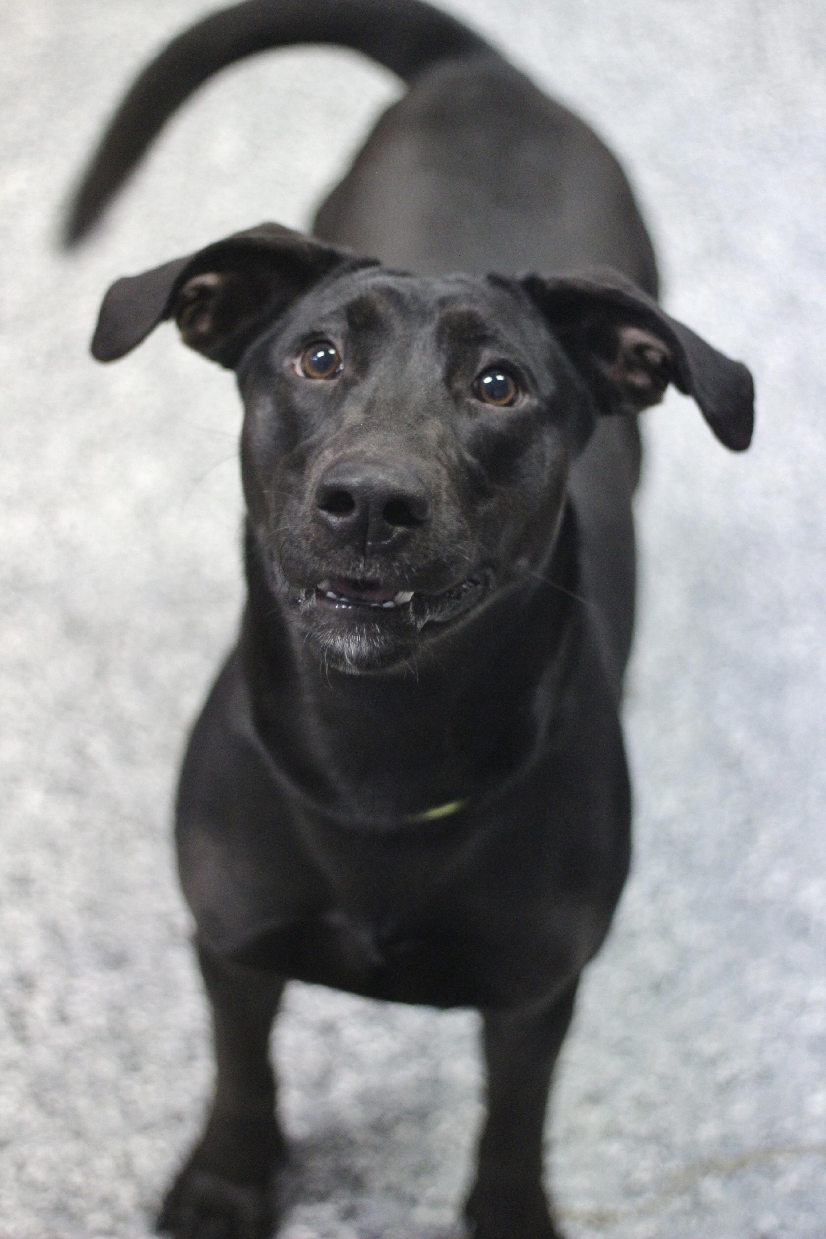 Jazzy in NH! Come Meet our Adoptable Dogs Wednesday-Saturday. More info in Bio!, a ADOPTABLE mixed breed in Manchester, NH image 3/4