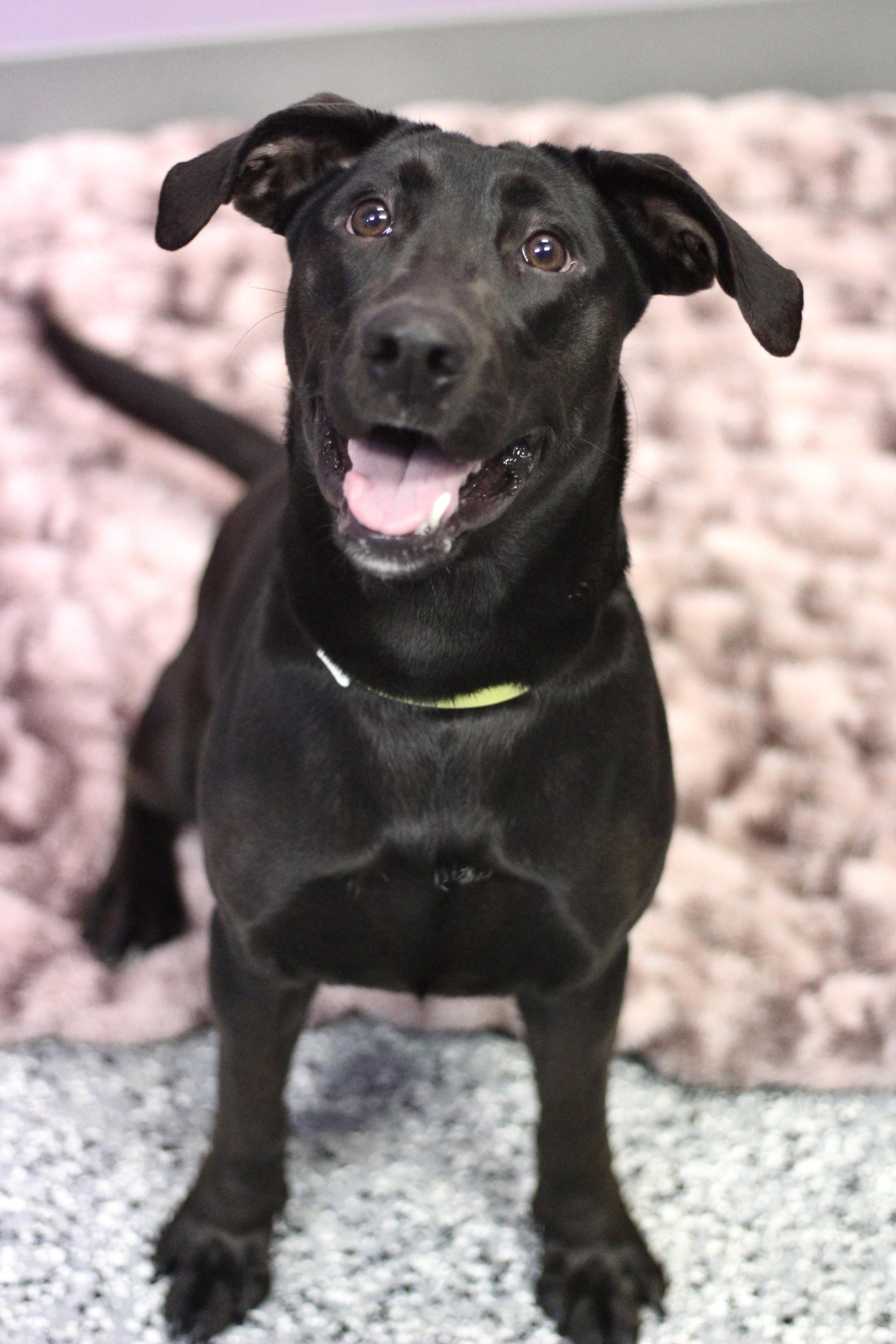 Jazzy in NH! Come Meet our Adoptable Dogs Wednesday-Saturday. More info in Bio!, a ADOPTABLE mixed breed in Manchester, NH image 2/4