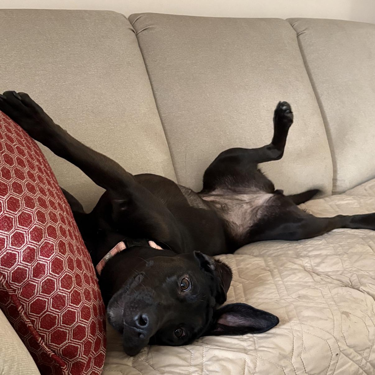 Enlarge Jazzy in NH! Come Meet our Adoptable Dogs Wednesday-Saturday. More info in Bio!, a ADOPTABLE mixed breed in Manchester, NH image 5/5