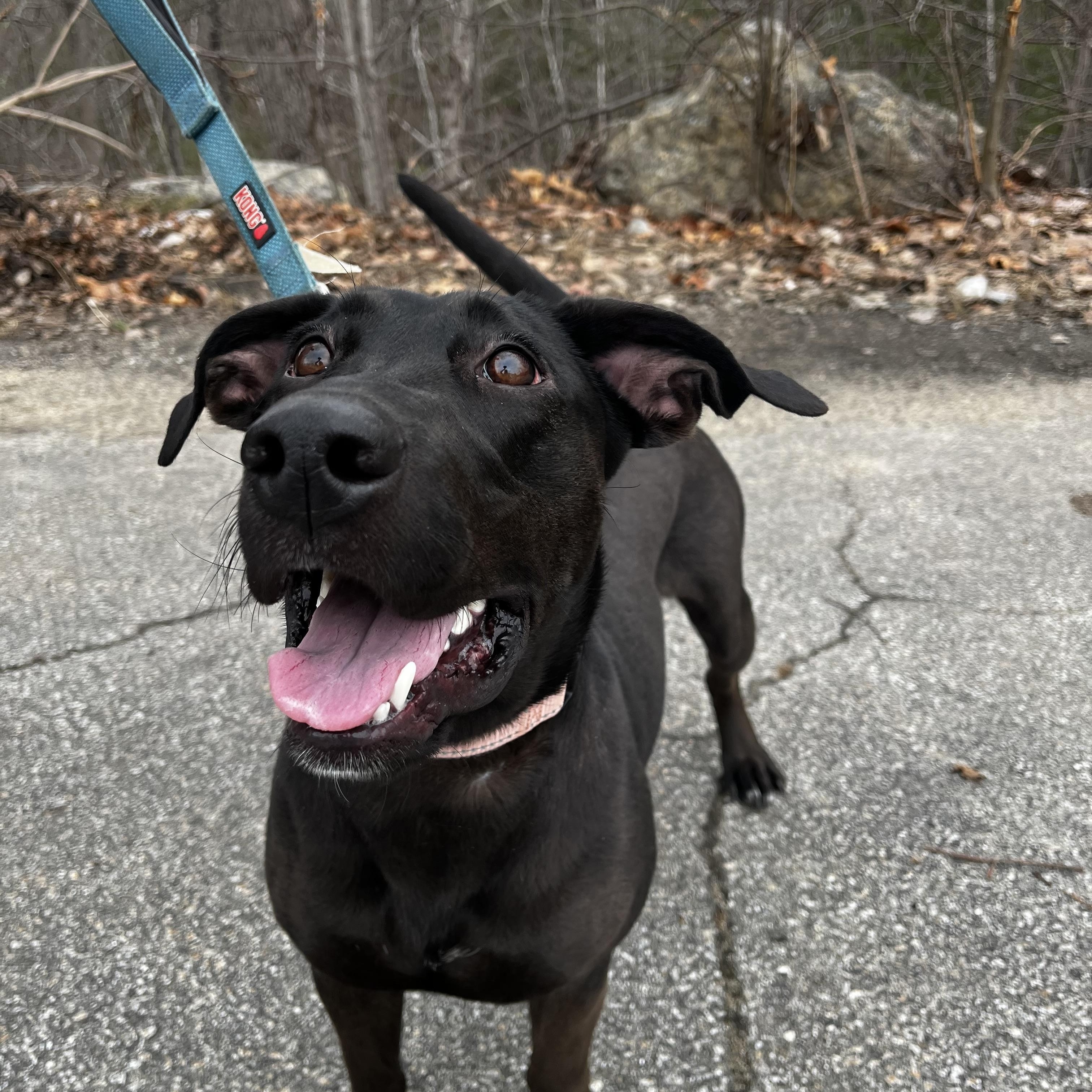 Adoption Fee Waived! Jazzy in NH! Come Meet our Adoptable Dogs Wed-Sat. More info in Bio!, adoptable, Young Female Black Labrador Retriever & Basset Hound.