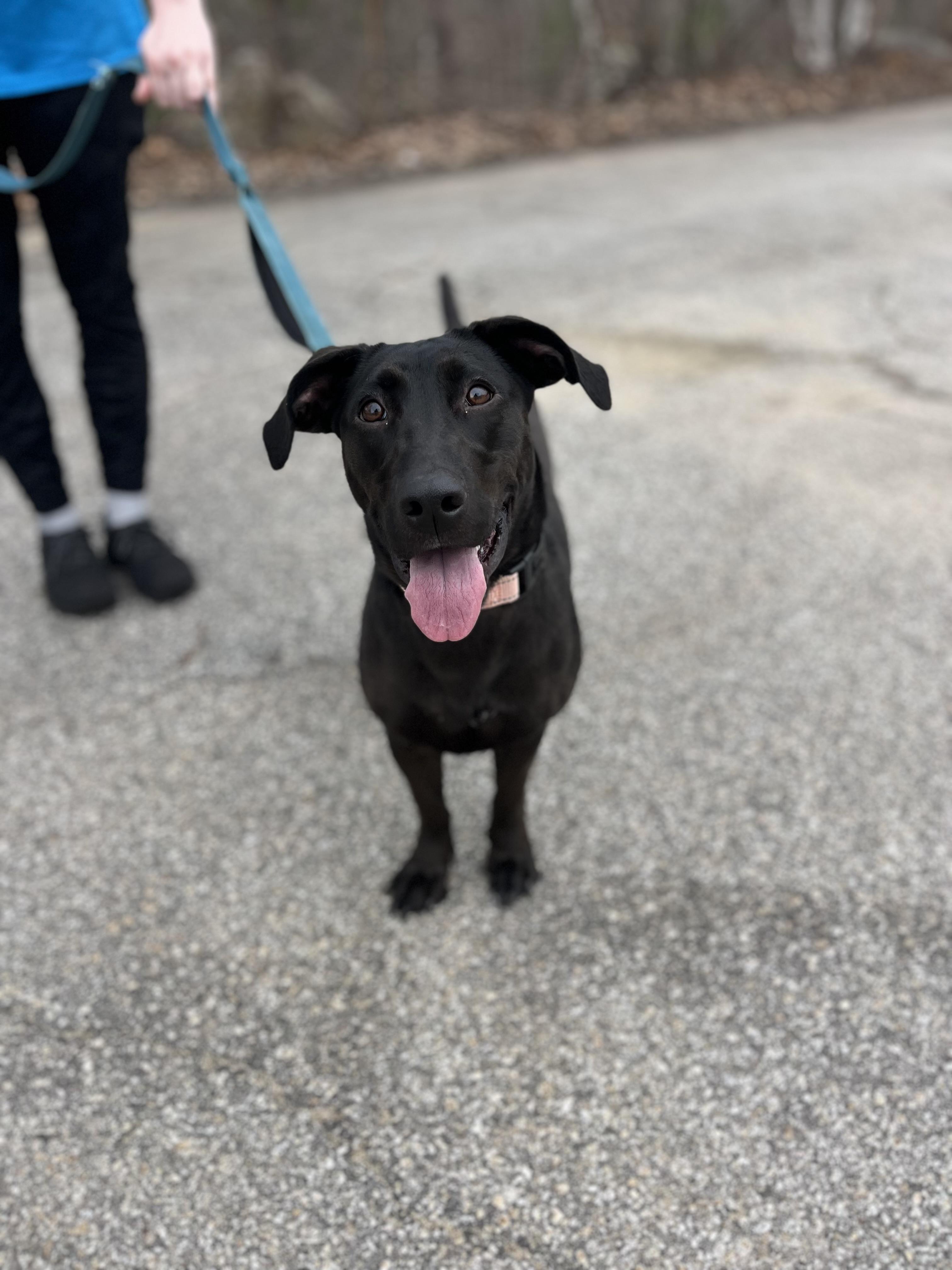 Enlarge Adoption Fee Waived! Jazzy in NH! Come Meet our Adoptable Dogs Wed-Sat. More info in Bio!, an adoptable mixed breed in Manchester, NH image 6/6
