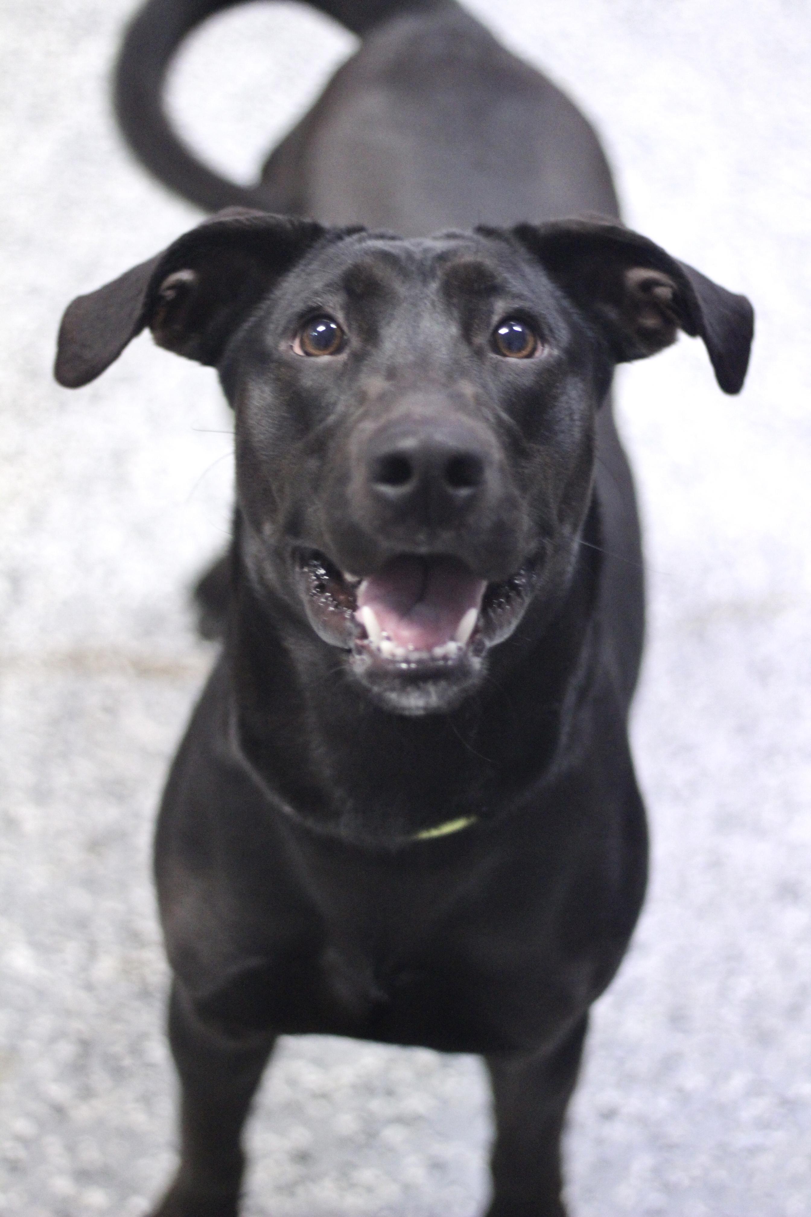 Jazzy in NH! Come Meet our Adoptable Dogs Wednesday-Saturday. More info in Bio!, a ADOPTABLE mixed breed in Manchester, NH image 4/4