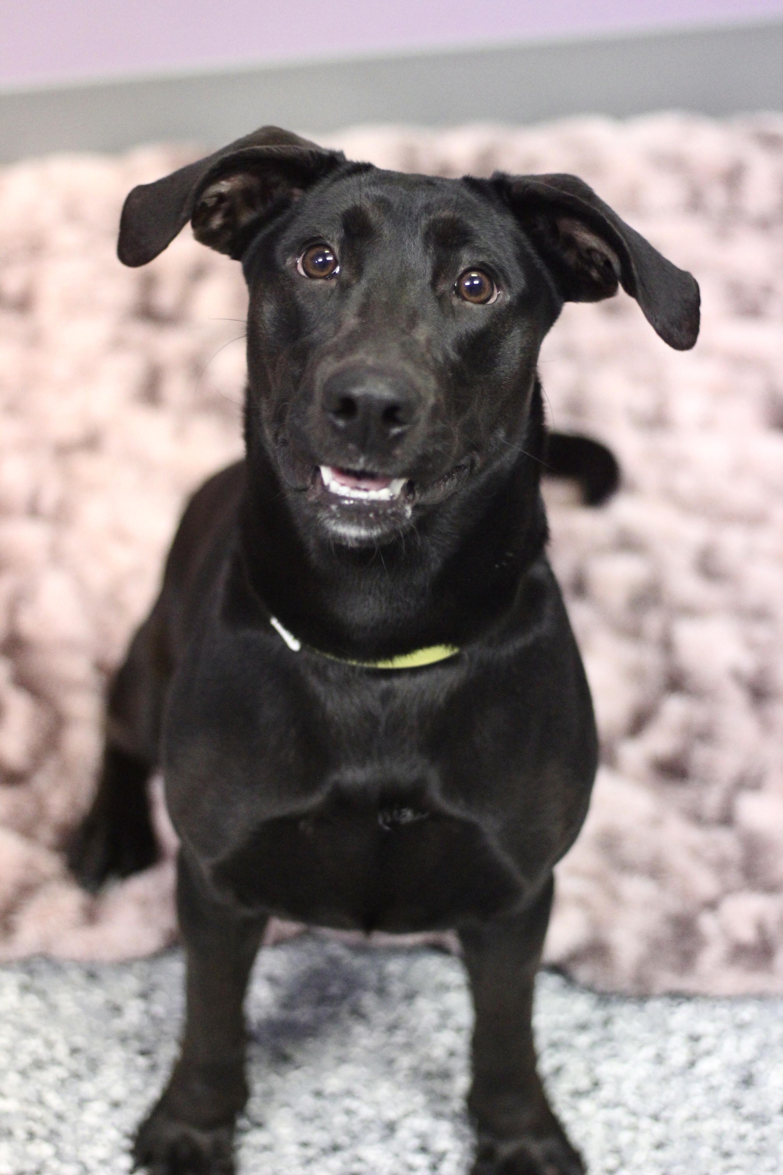 Jazzy in NH! Come Meet our Adoptable Dogs Wednesday-Saturday. More info in Bio!, a ADOPTABLE mixed breed in Manchester, NH image 1/4