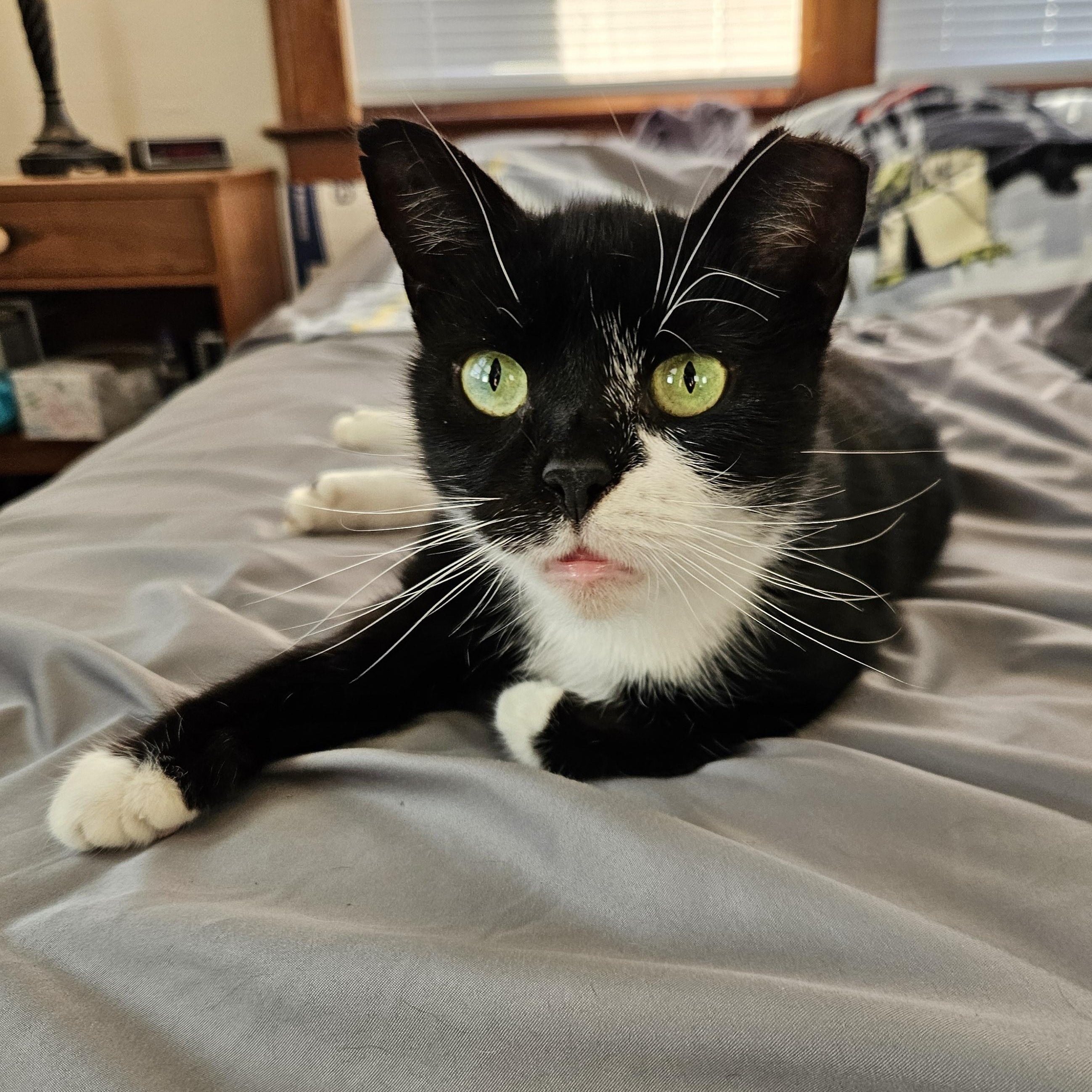 Enlarge Scratchy, a Adoptable Tuxedo in Indianapolis, IN image 1/3