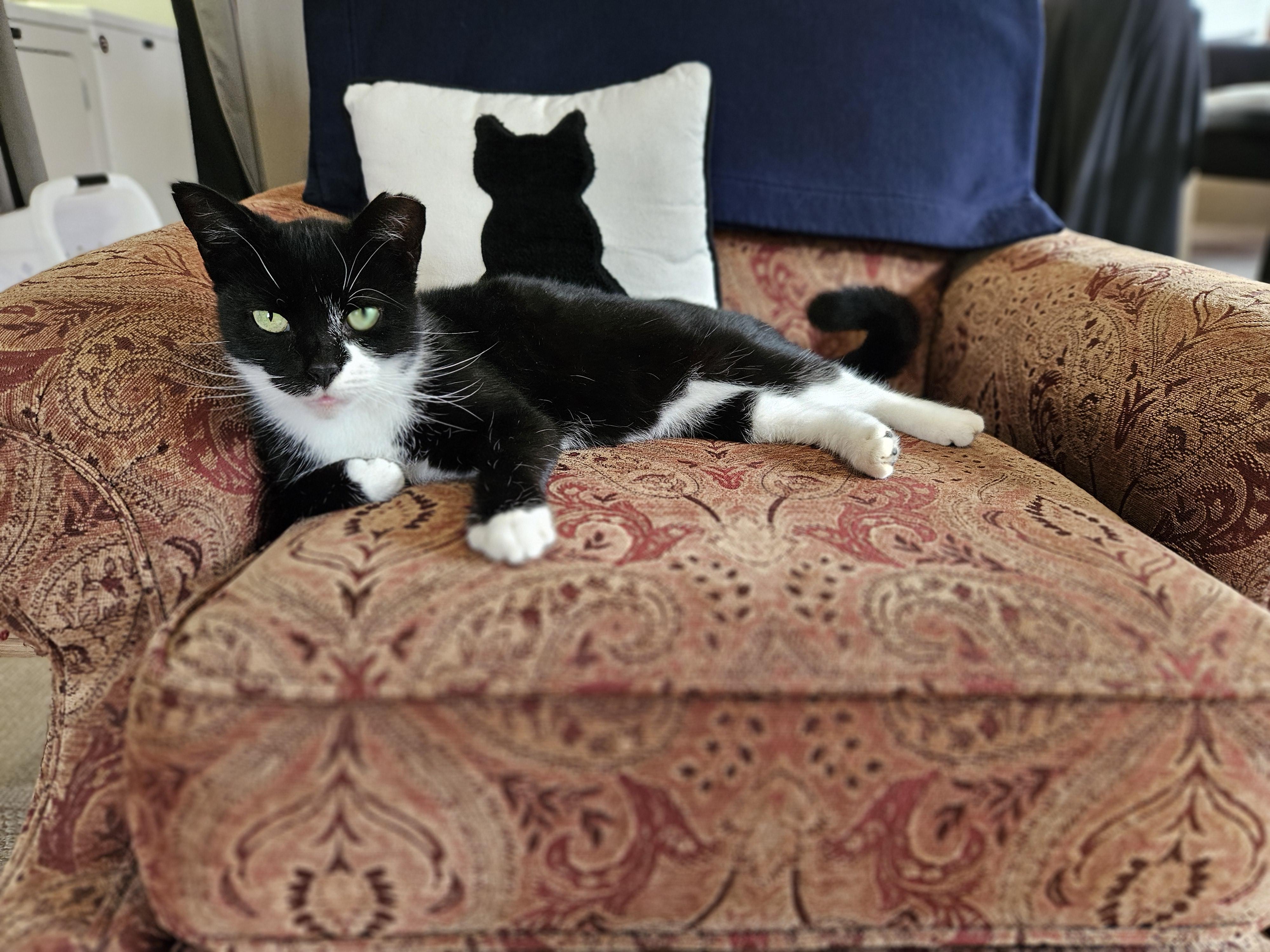 Enlarge Scratchy, a Adoptable Tuxedo in Indianapolis, IN image 2/3