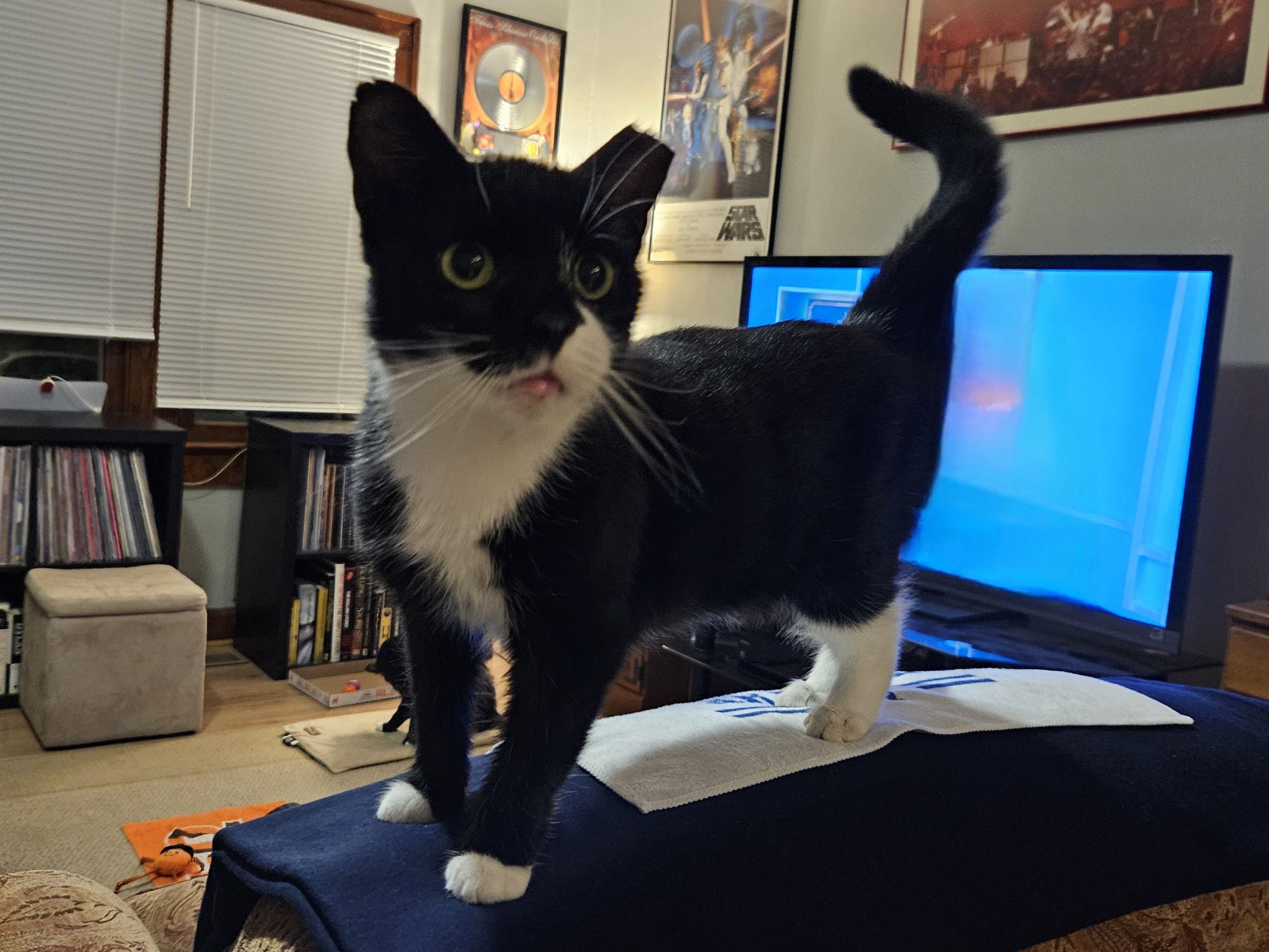 Enlarge Scratchy, a Adoptable Tuxedo in Indianapolis, IN image 3/3