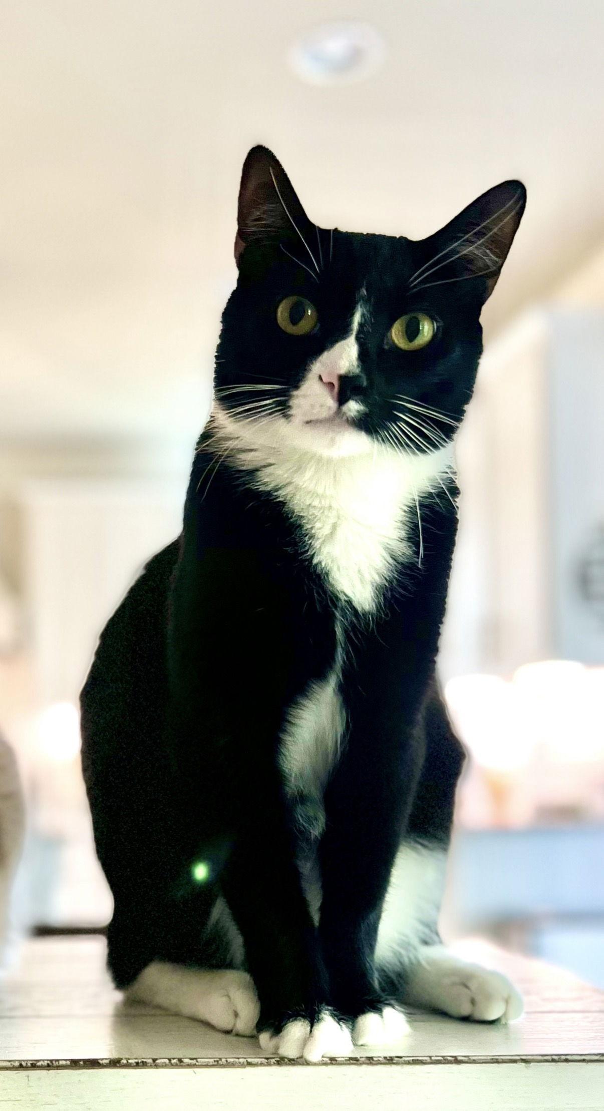 Pepper, Adopted, Adult Male Domestic Short Hair.