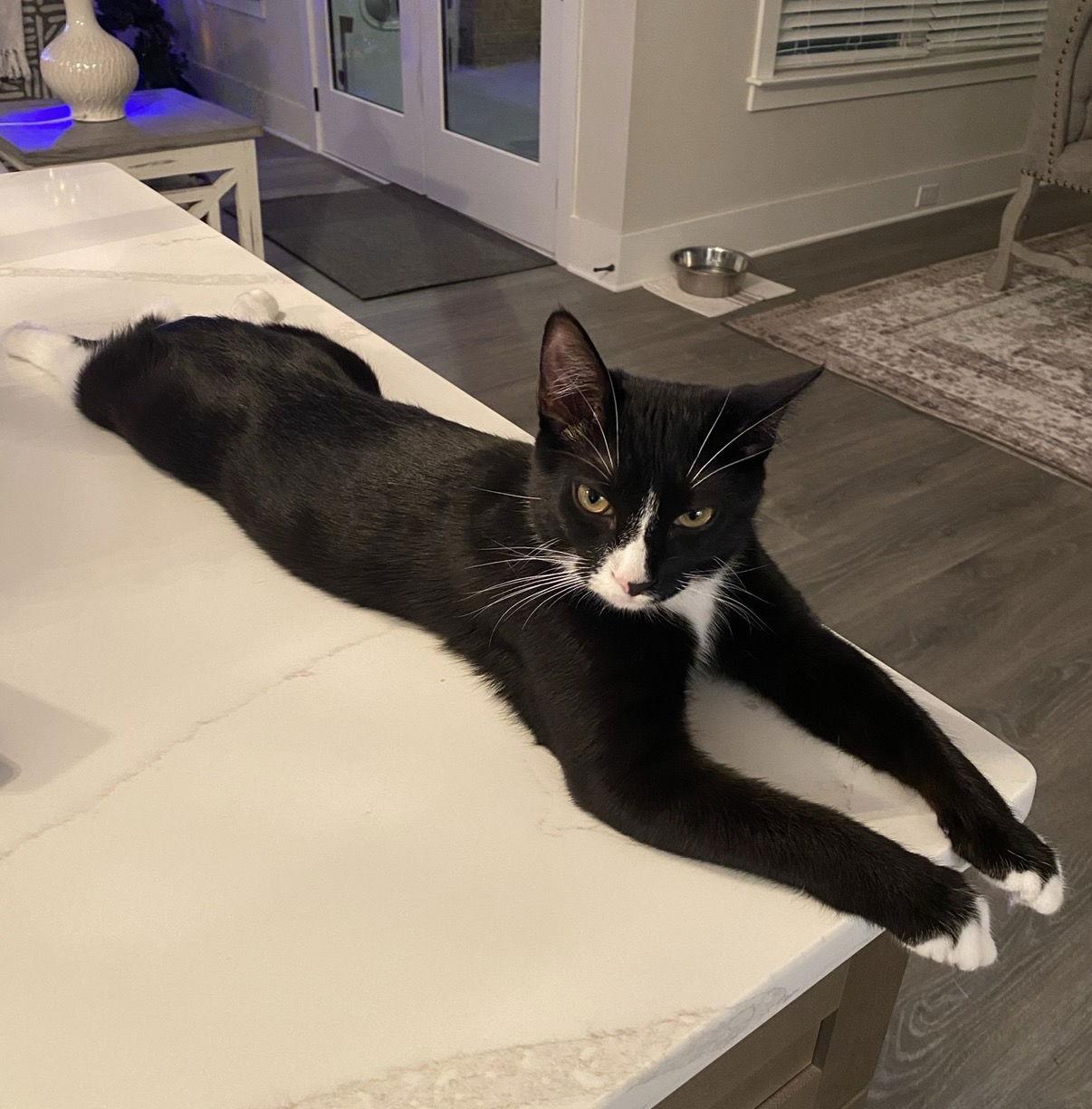 Enlarge Pepper, a Adopted Domestic Short Hair in Buford, GA image 2/3