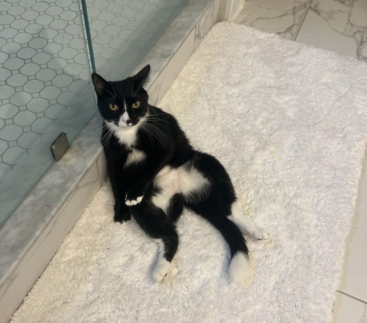 Enlarge Pepper, a Adopted Domestic Short Hair in Buford, GA image 3/3