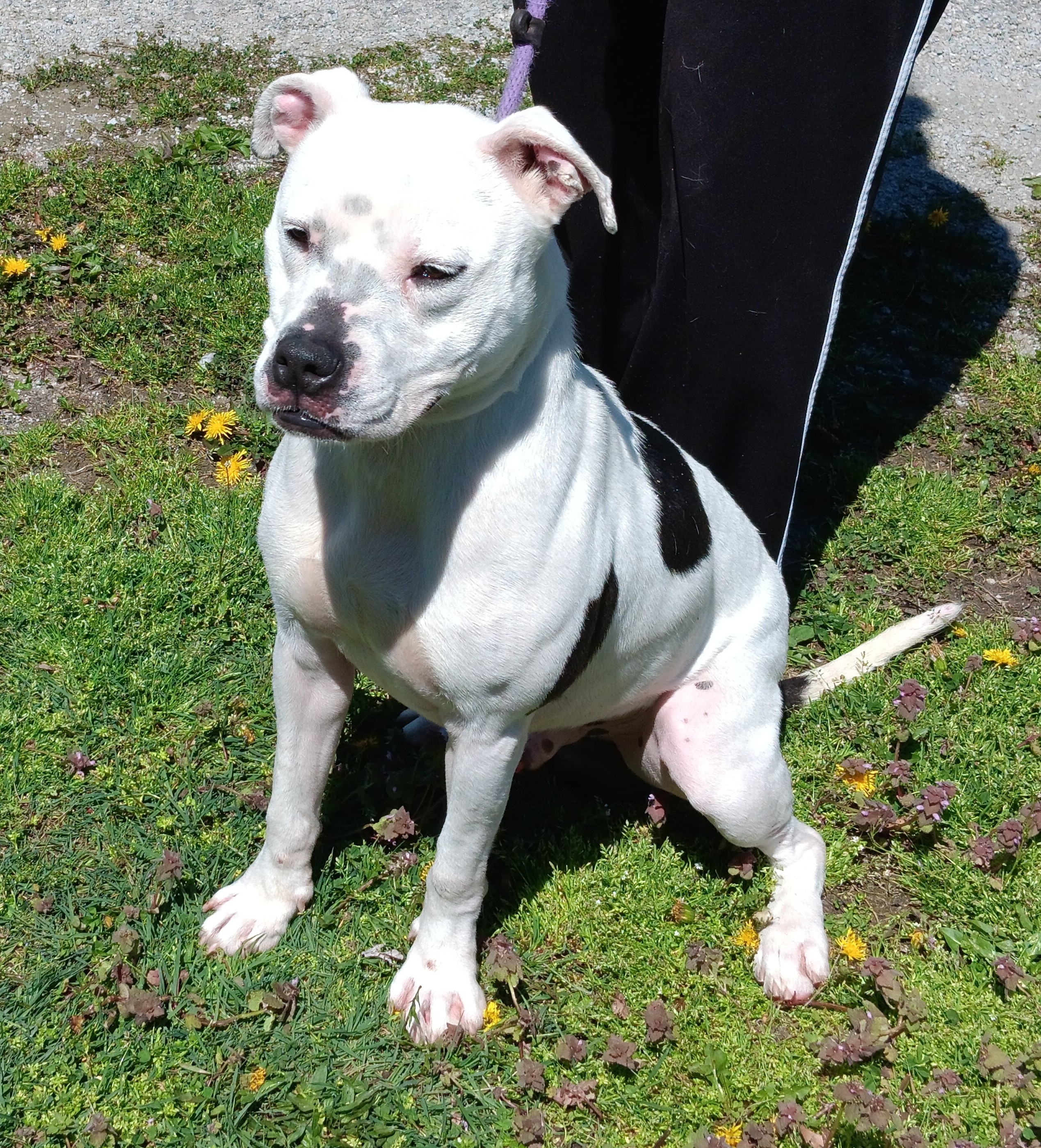 Bobo, a Adoptable mixed breed in Springfield, OH image 1/3