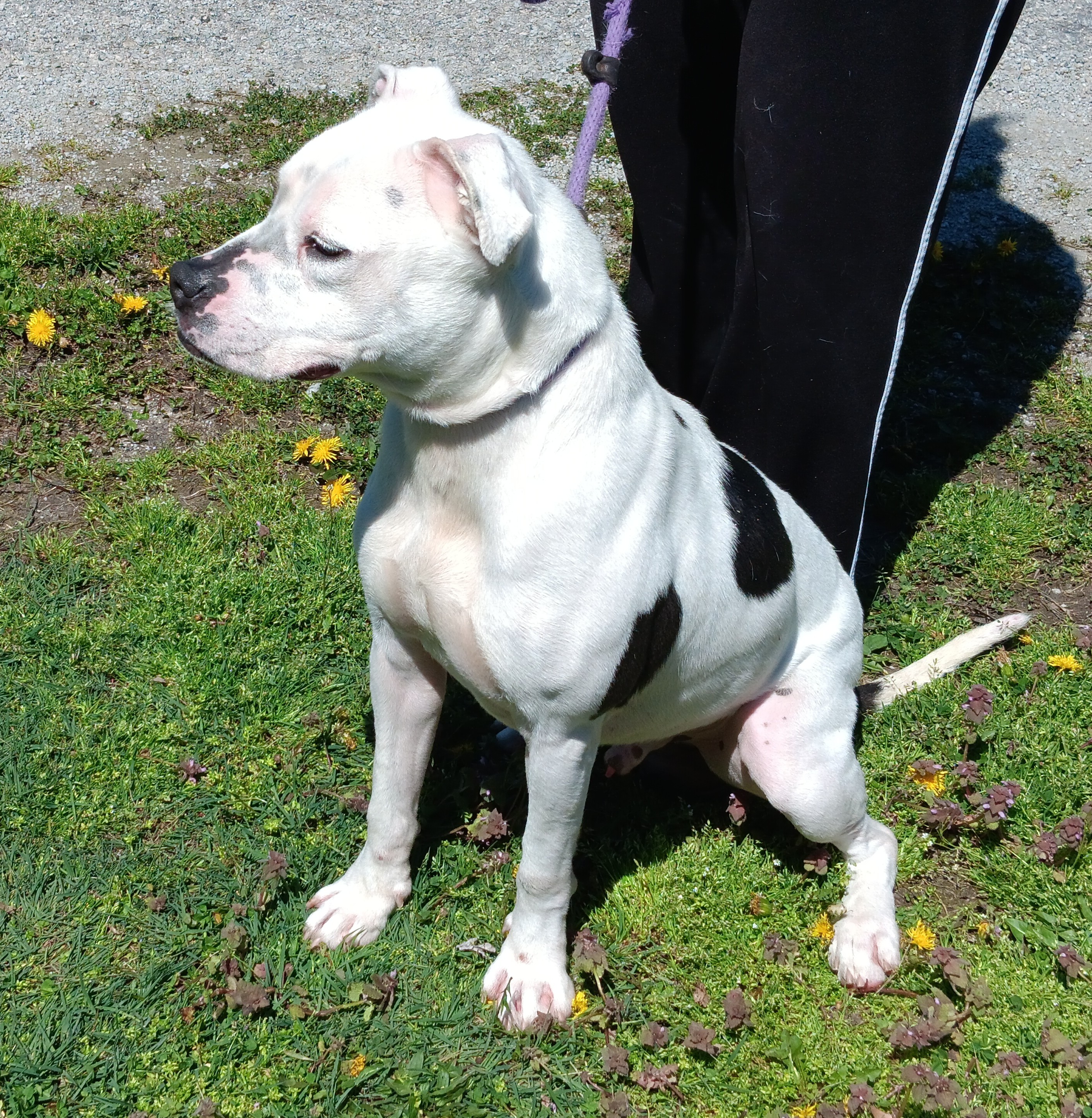 Bobo, a Adoptable mixed breed in Springfield, OH image 2/3