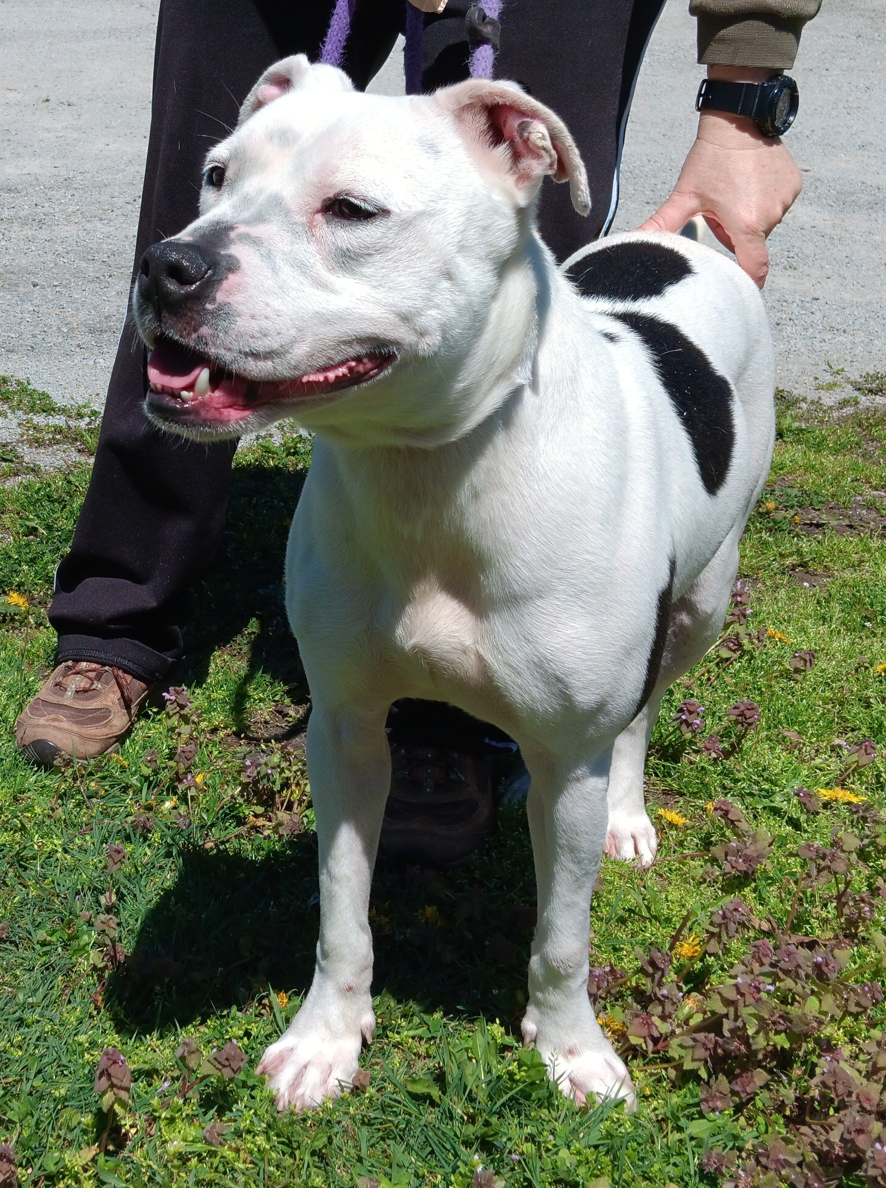 Bobo, a Adoptable mixed breed in Springfield, OH image 3/3