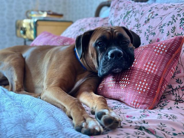 Archie, Adopted, Adult Male Boxer.