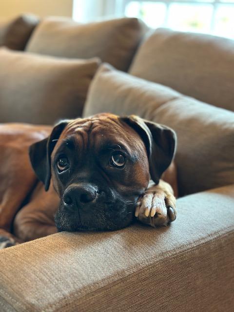 Enlarge Archie, a Adopted Boxer in Reston, VA image 3/3