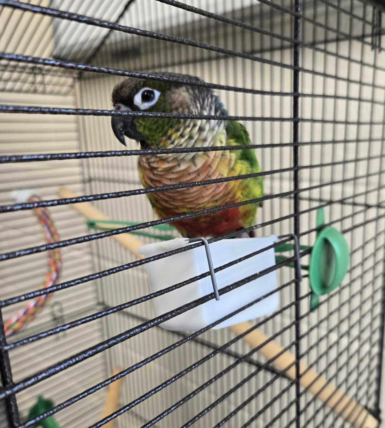 Kiwi, adopted, Adult Unknown Conure.