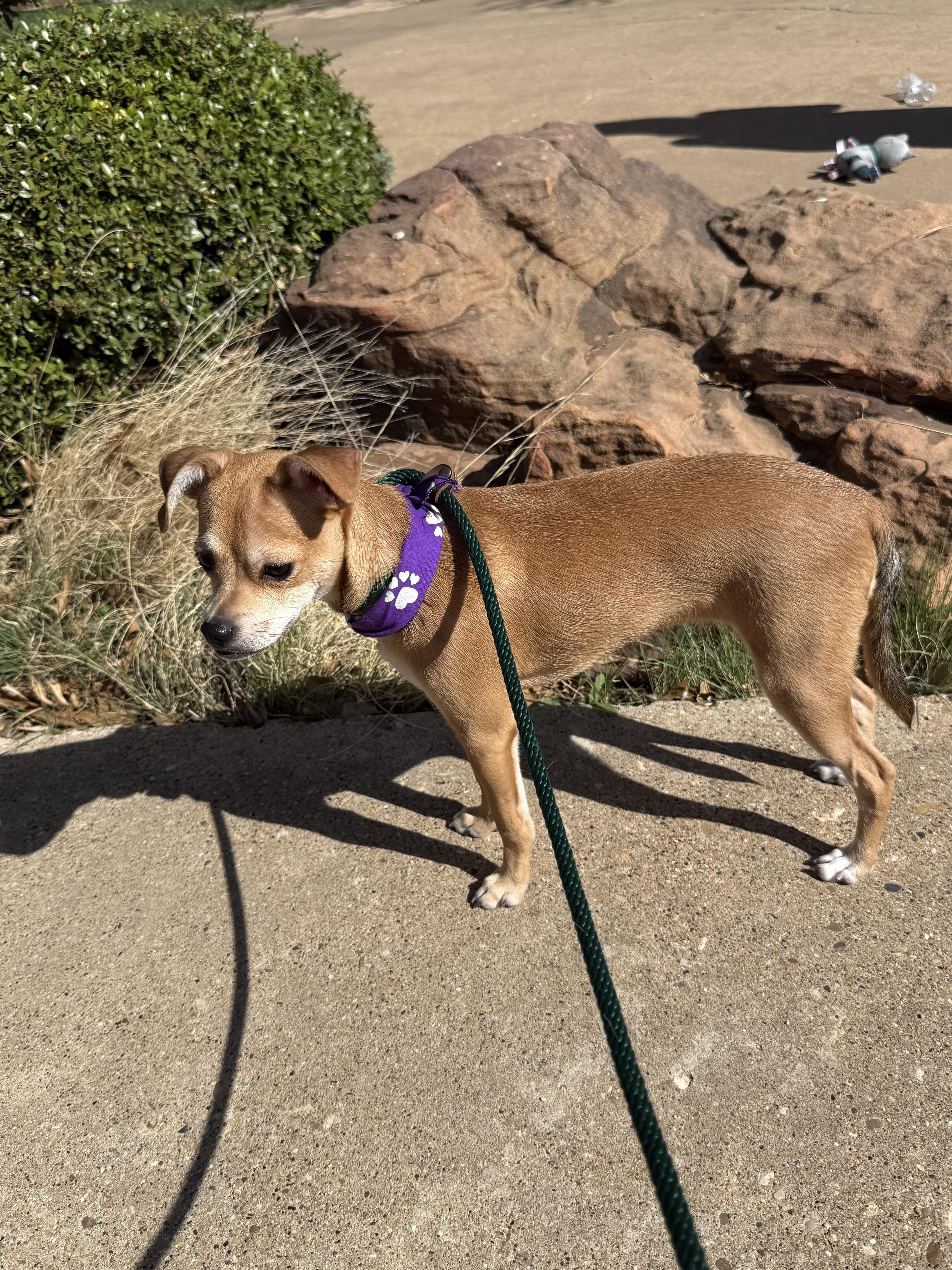 Enlarge HOLLI, an adopted mixed breed in Spokane, WA image 3/6