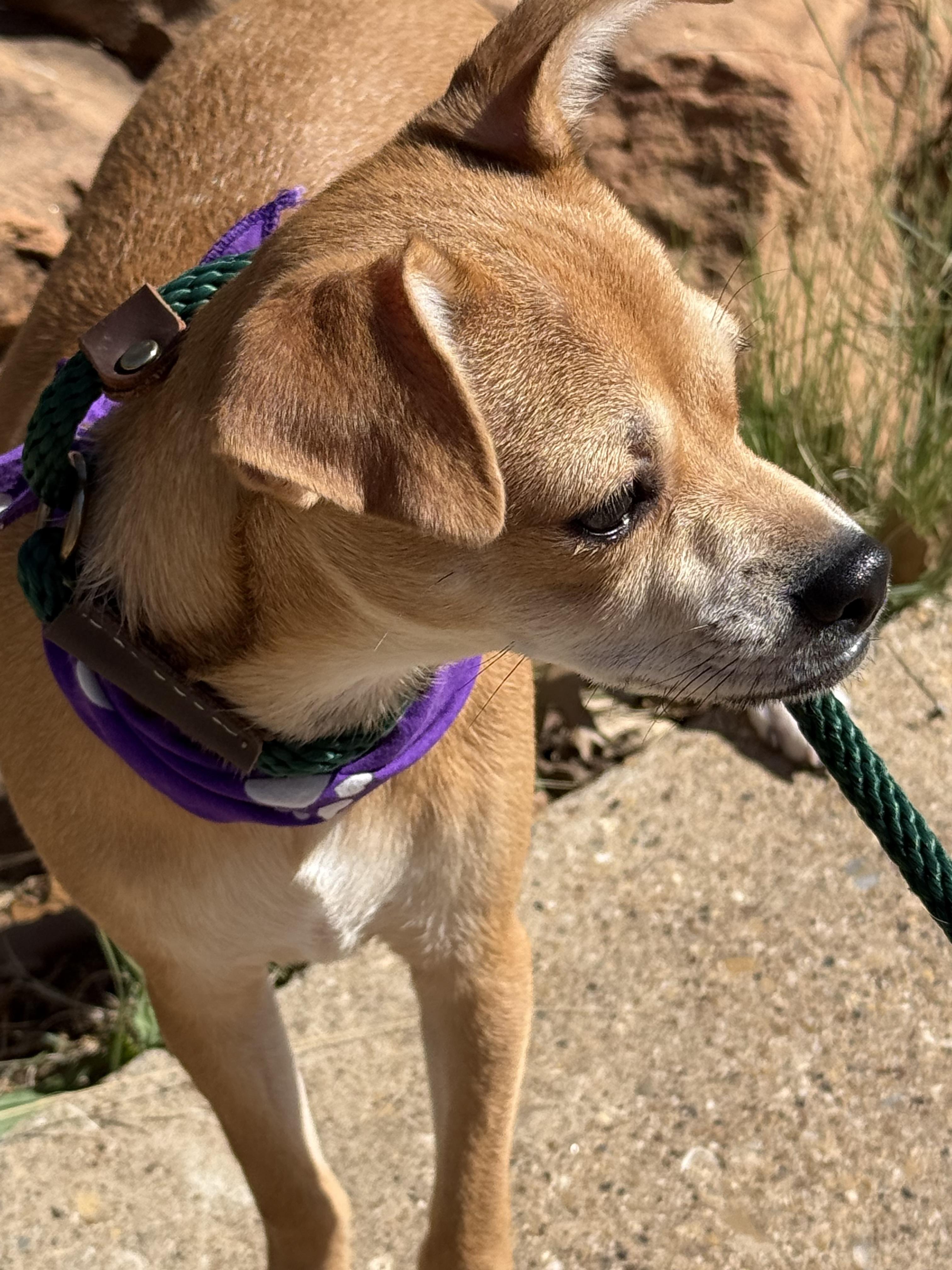 Enlarge HOLLI, an adopted mixed breed in Spokane, WA image 5/6