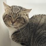 Enlarge Oliver, a Adoptable Domestic Short Hair in Hilliard, OH image 1/1
