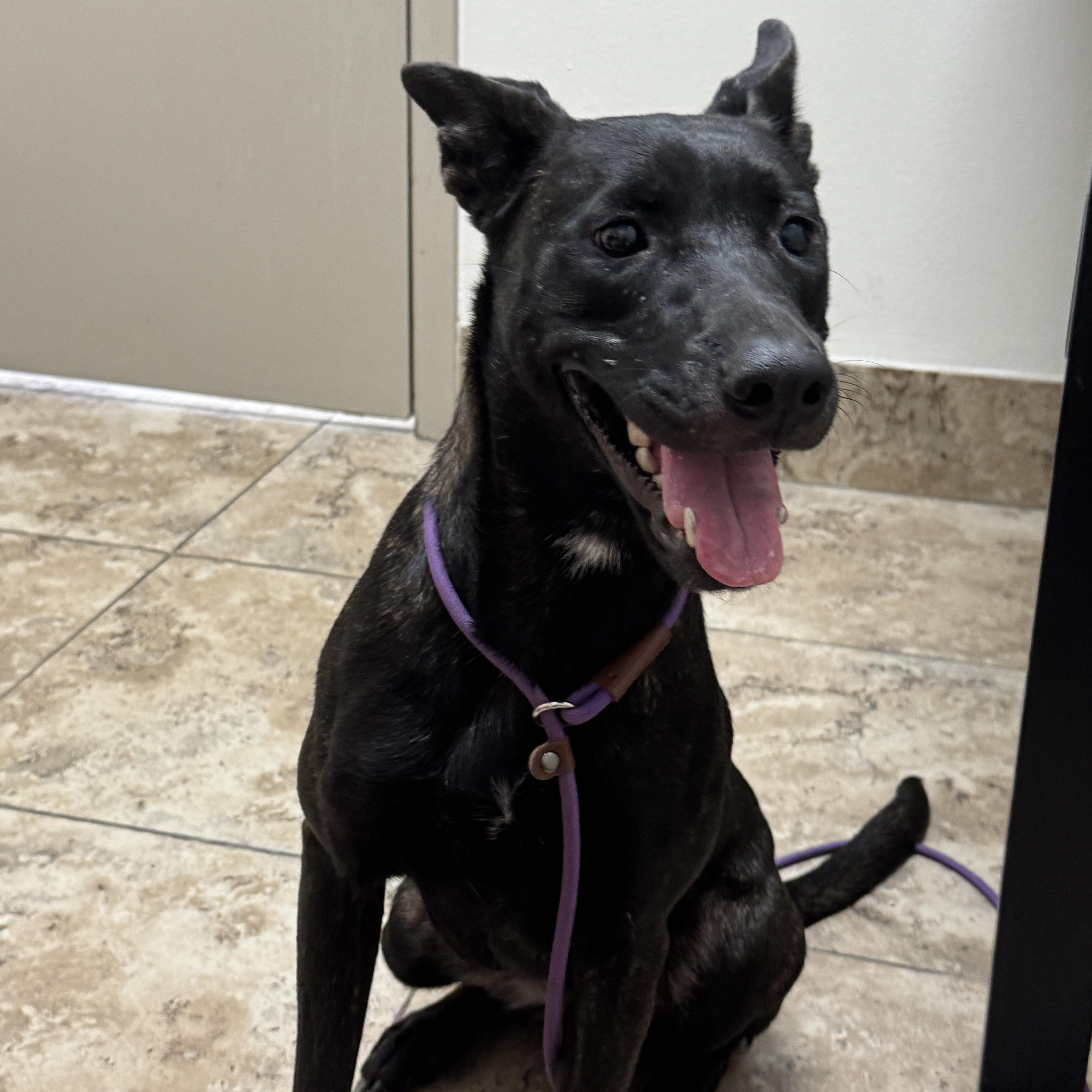 Rayna, an adopted mixed breed in Snohomish, WA image 4/6