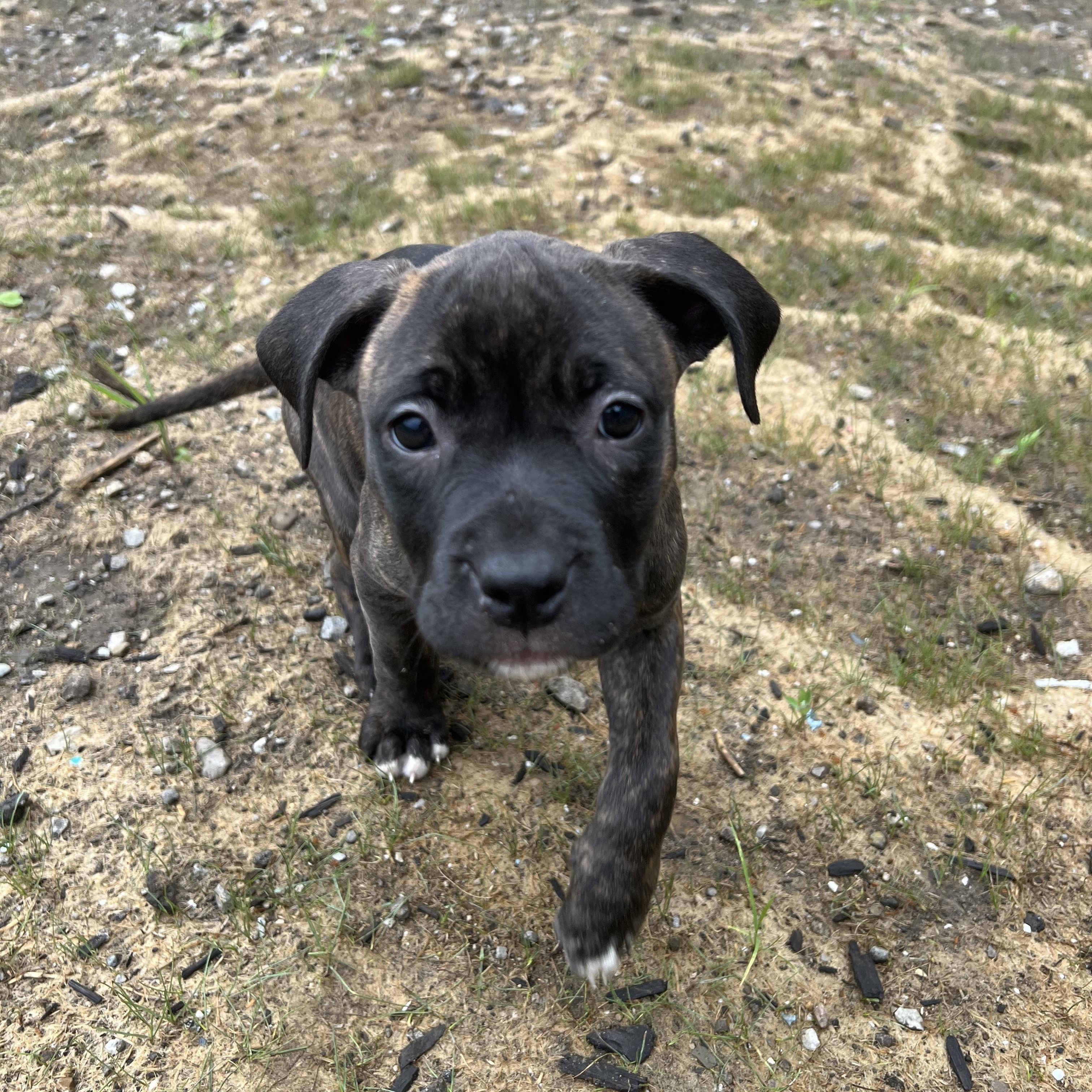 Enlarge Fritter, a Adopted mixed breed in Chesterton, IN image 3/3