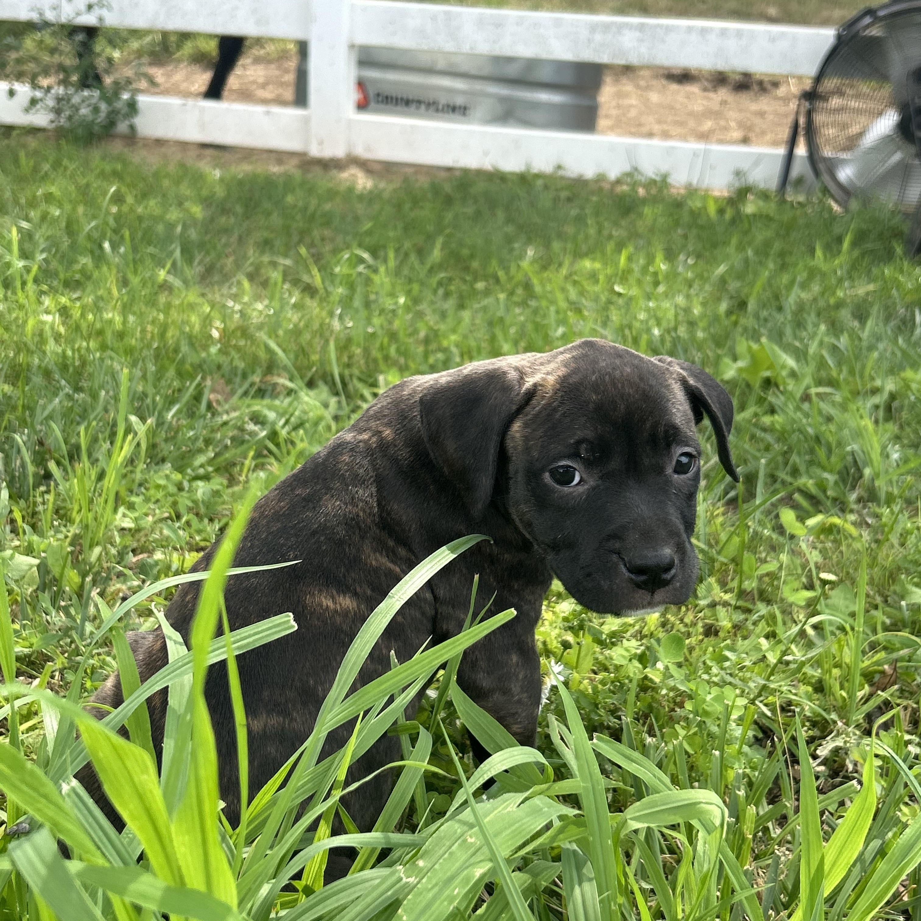 Enlarge Fritter, a Adopted mixed breed in Chesterton, IN image 1/3