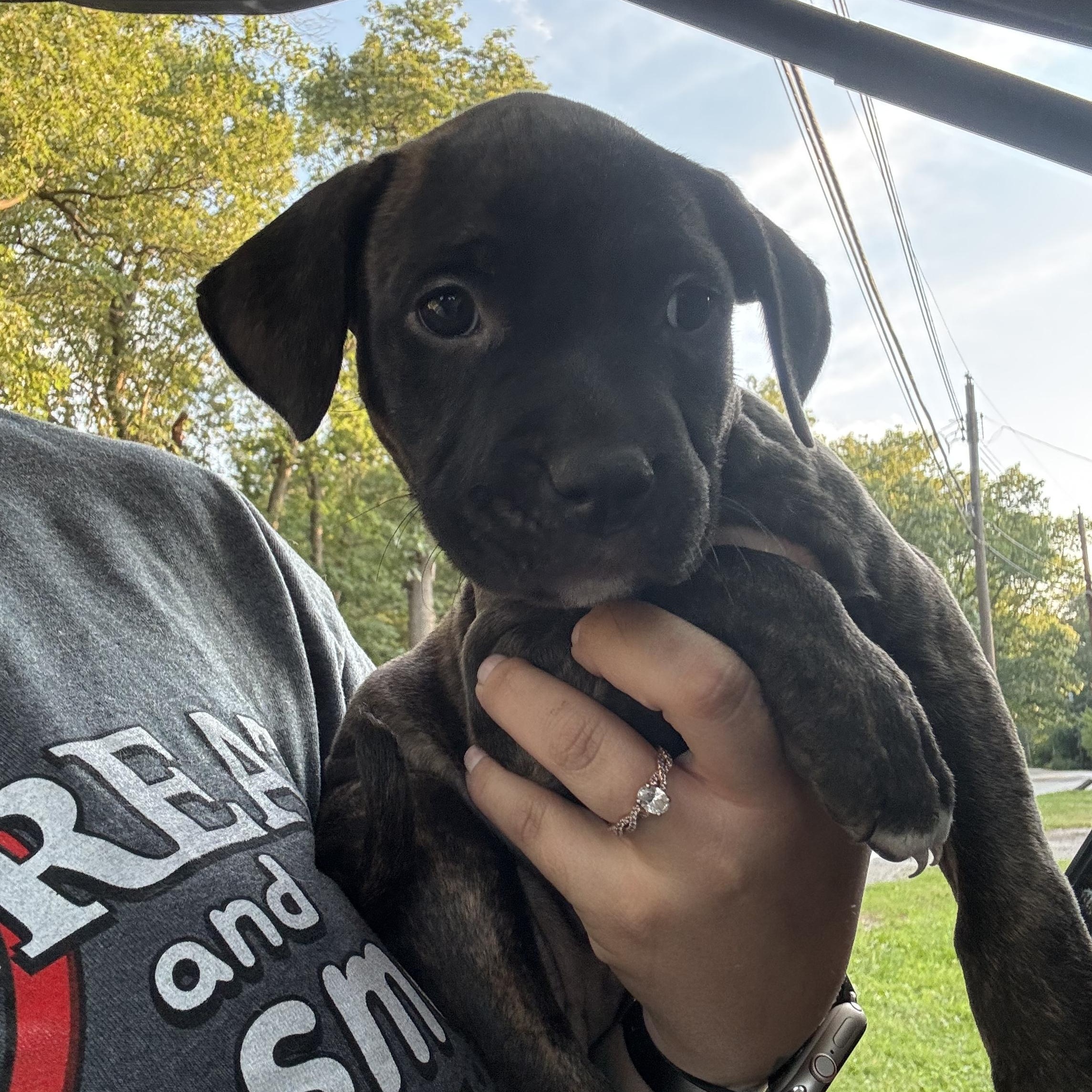 Enlarge Fritter, a Adopted mixed breed in Chesterton, IN image 2/3