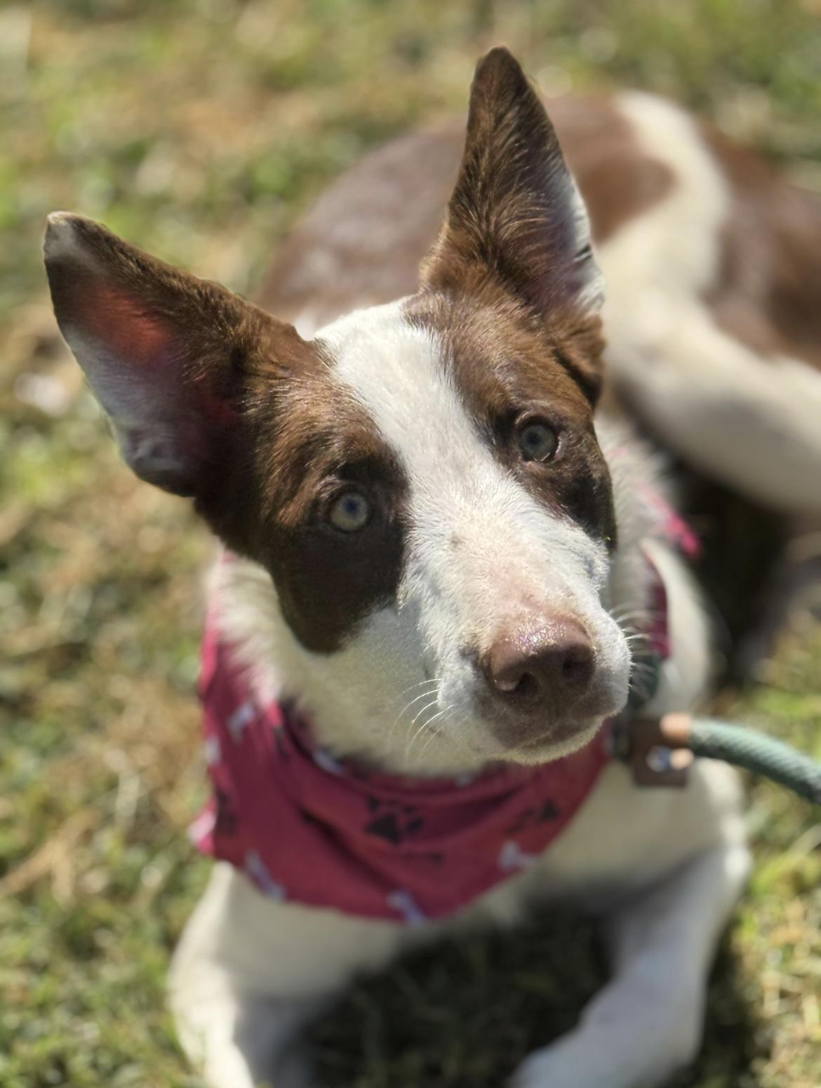 Callie, a Adoptable mixed breed in Richmond, VA image 1/5