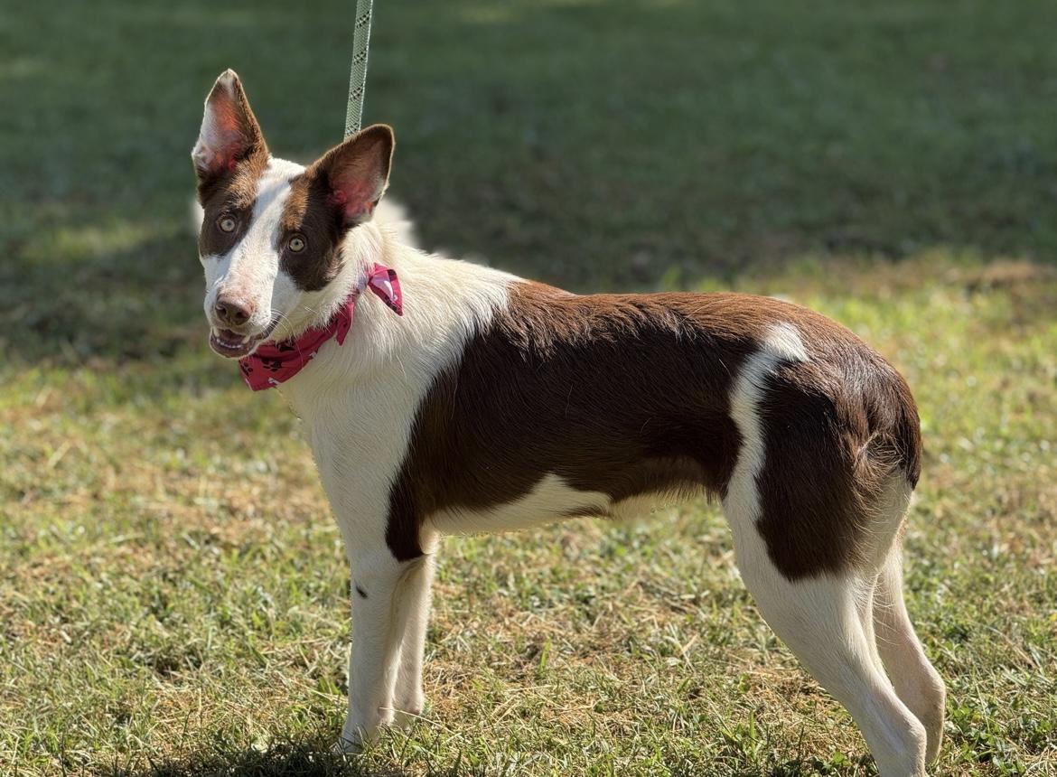 Callie, a Adoptable mixed breed in Richmond, VA image 2/5