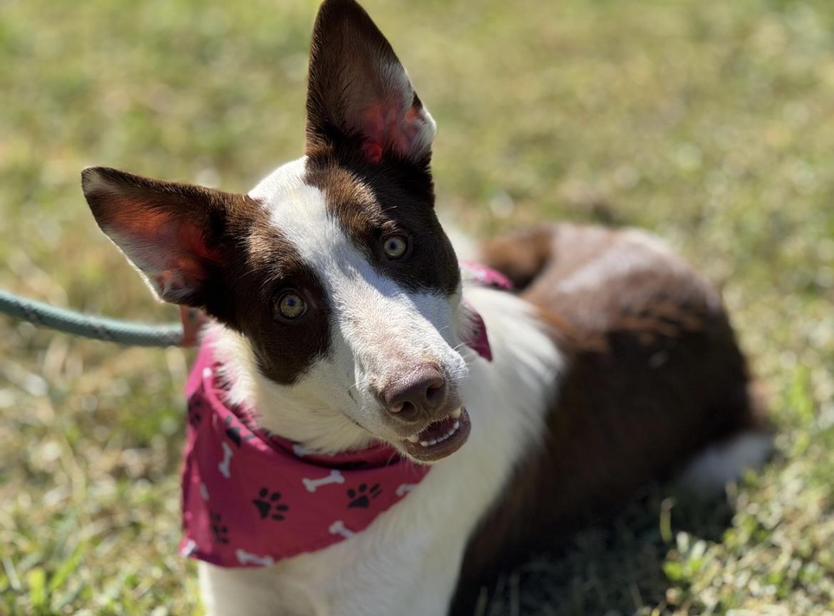 Callie, a Adoptable mixed breed in Richmond, VA image 3/5