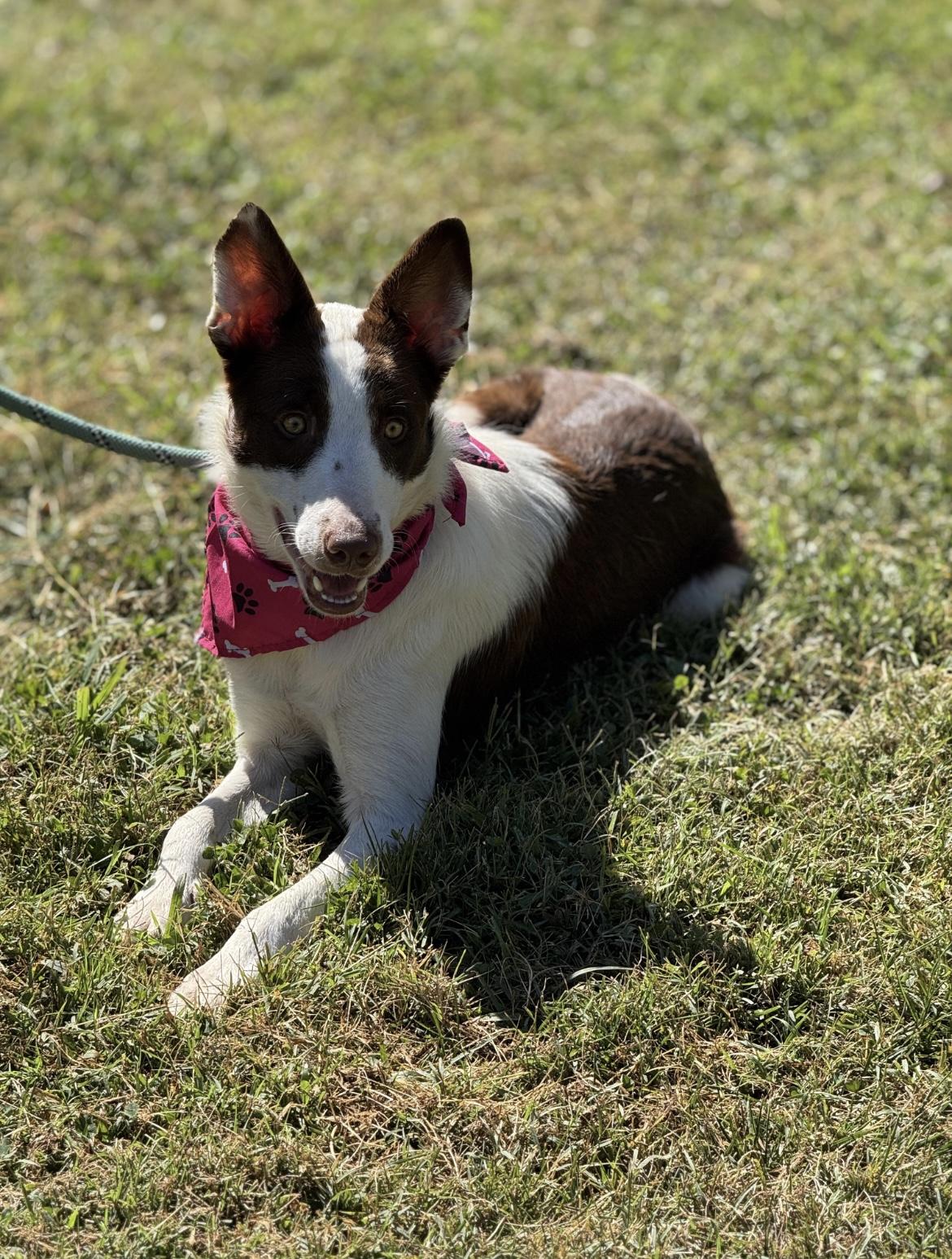 Callie, a Adoptable mixed breed in Richmond, VA image 4/5