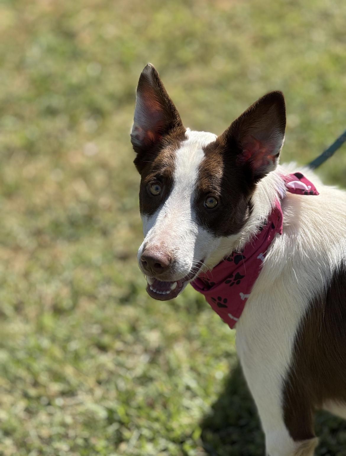 Callie, a Adoptable mixed breed in Richmond, VA image 5/5