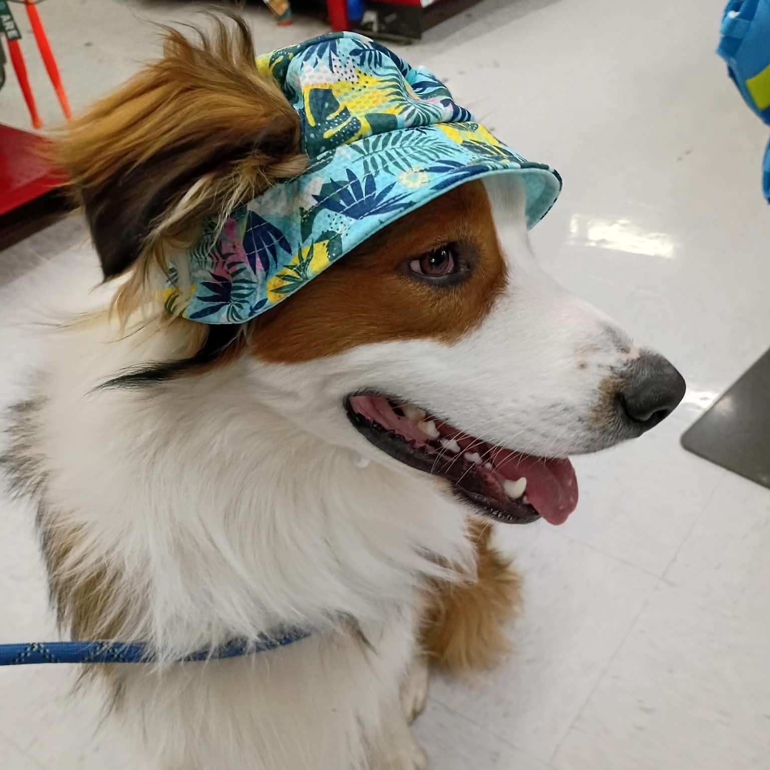 Peter Parker, a Adoptable mixed breed in Yakima, WA image 1/6