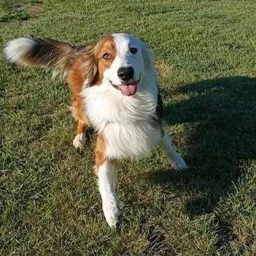 Peter Parker, a Adoptable mixed breed in Yakima, WA image 3/6