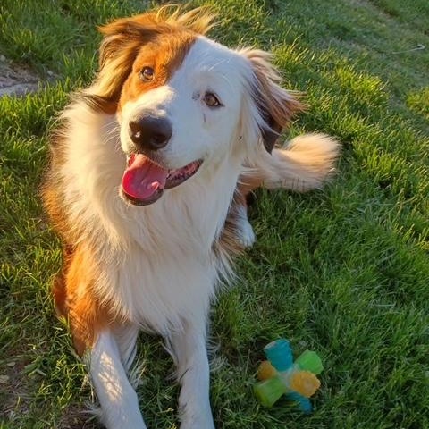 Peter Parker, a Adoptable mixed breed in Yakima, WA image 6/6