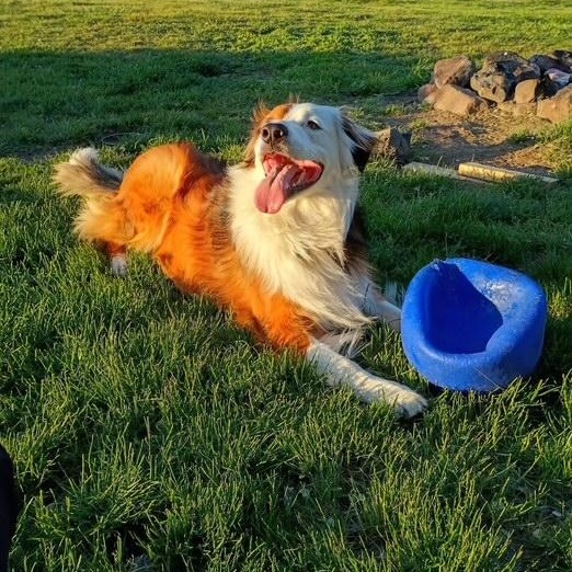 Peter Parker, a Adoptable mixed breed in Yakima, WA image 2/6