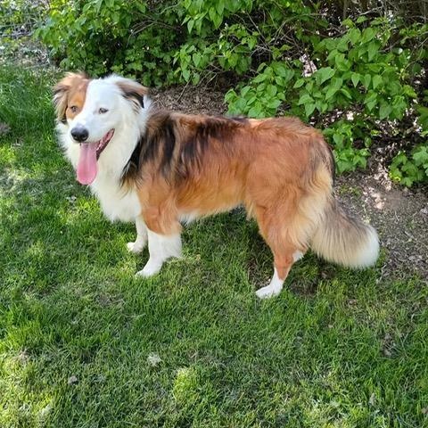 Peter Parker, a Adoptable mixed breed in Yakima, WA image 5/6