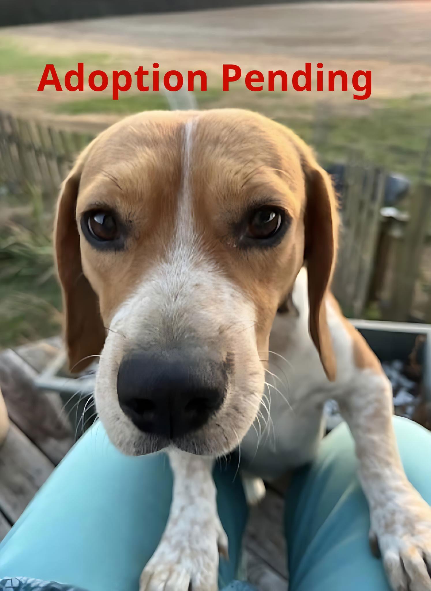 Stewart, Adoptable, Young Male Beagle.