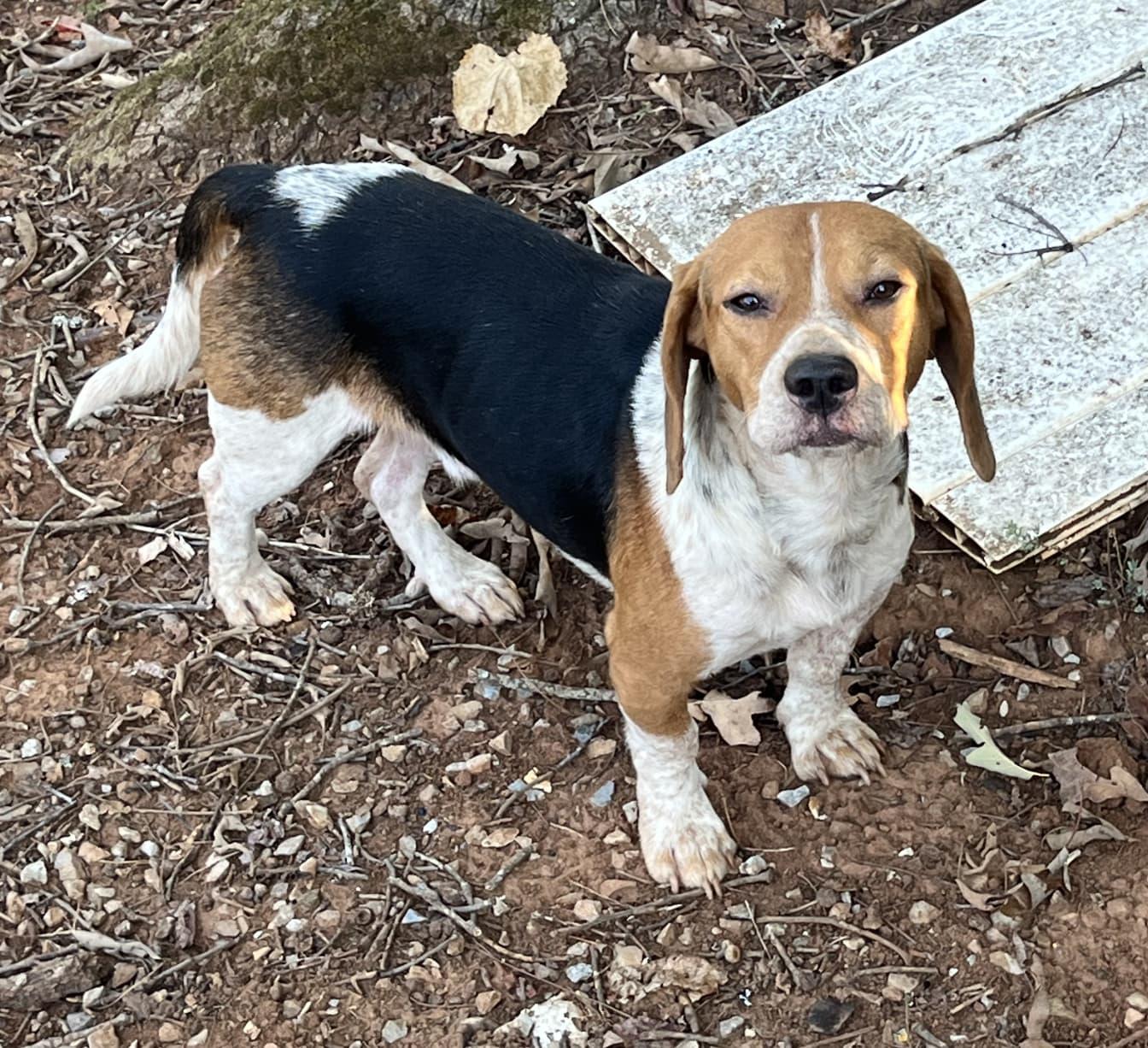 Enlarge Stewart, a Adoptable Beagle in Dunnellon, FL image 1/3