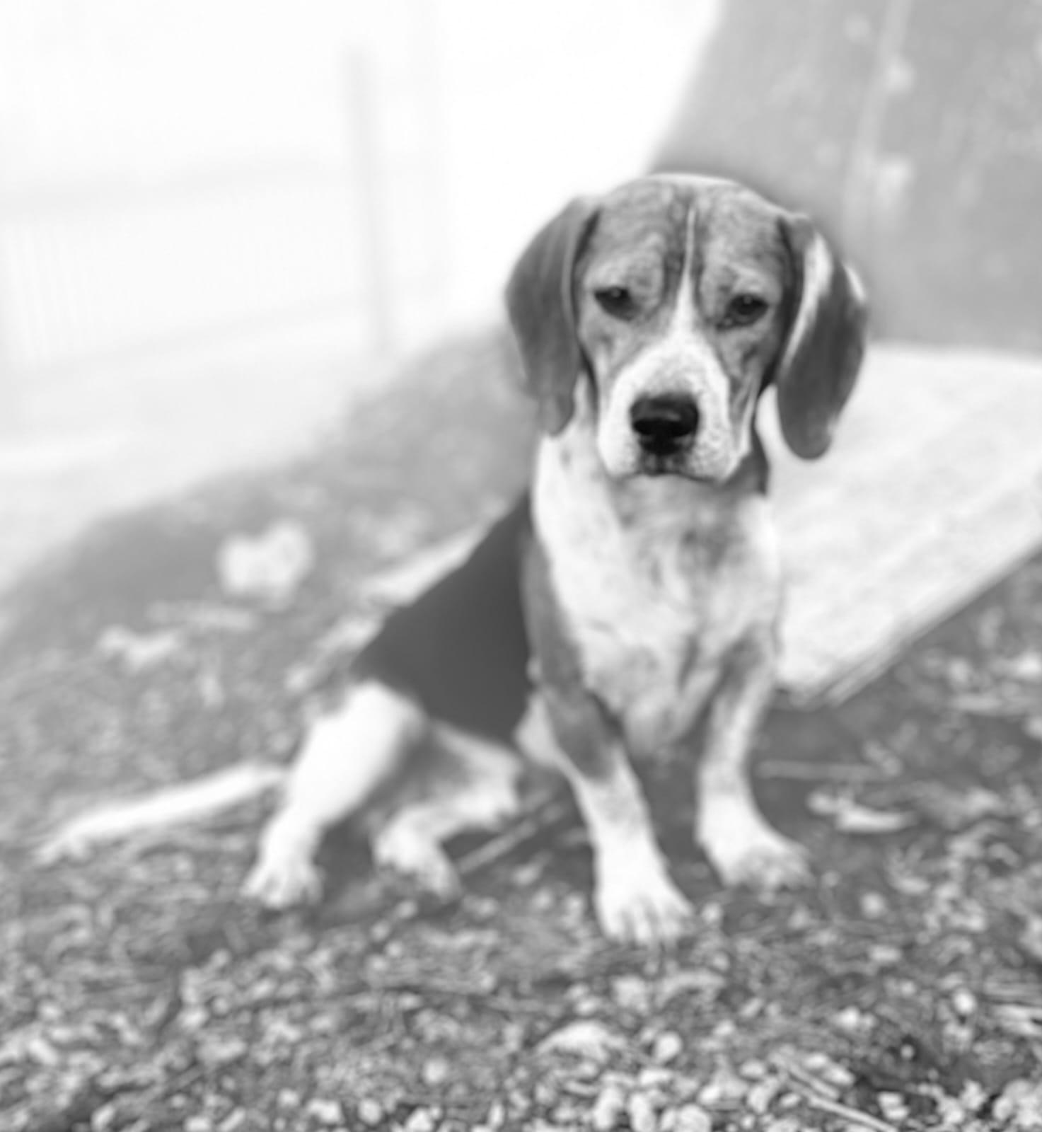Enlarge Stewart, a Adoptable Beagle in Dunnellon, FL image 2/3