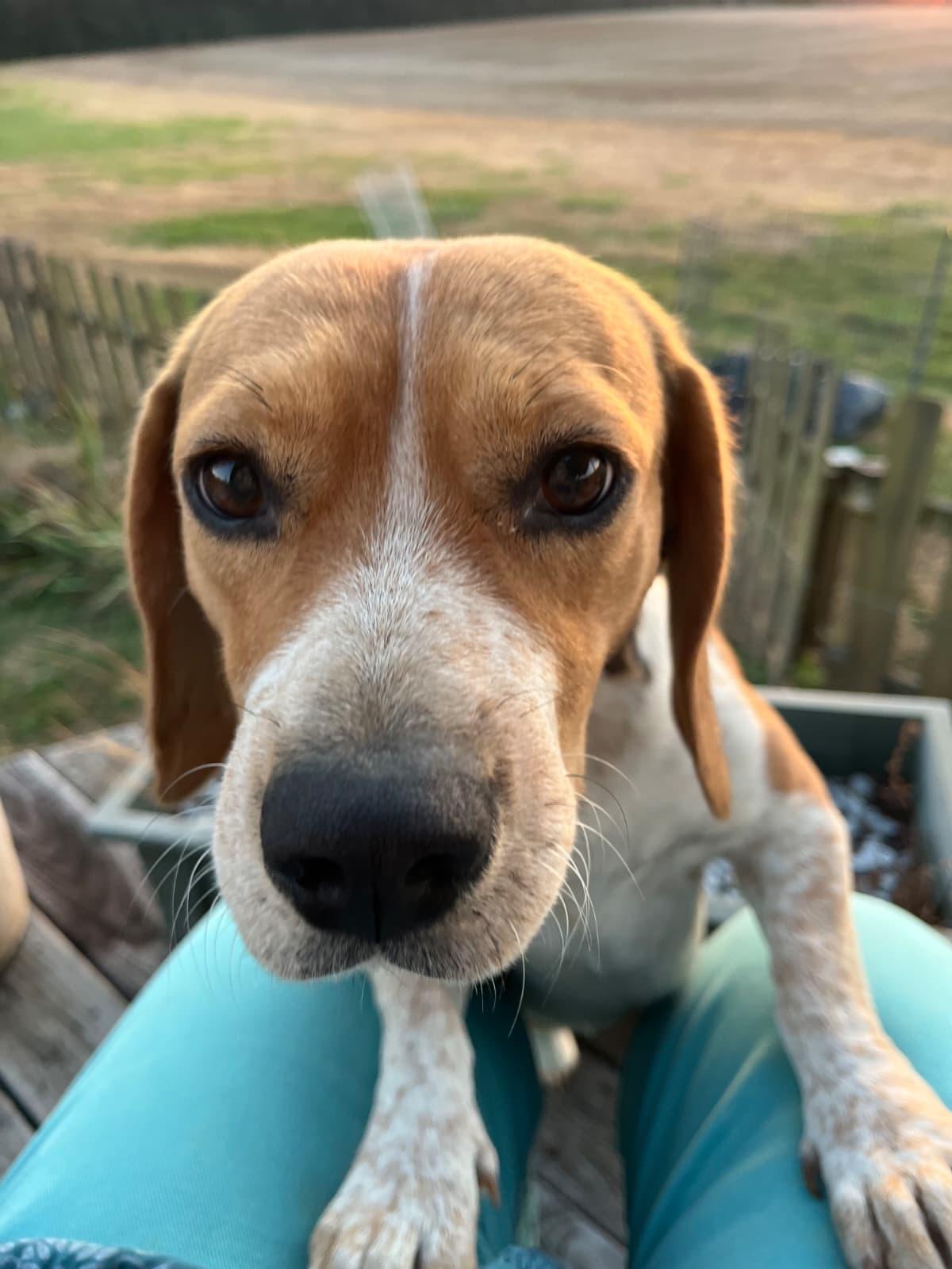 Enlarge Stewart, a Adoptable Beagle in Dunnellon, FL image 3/3