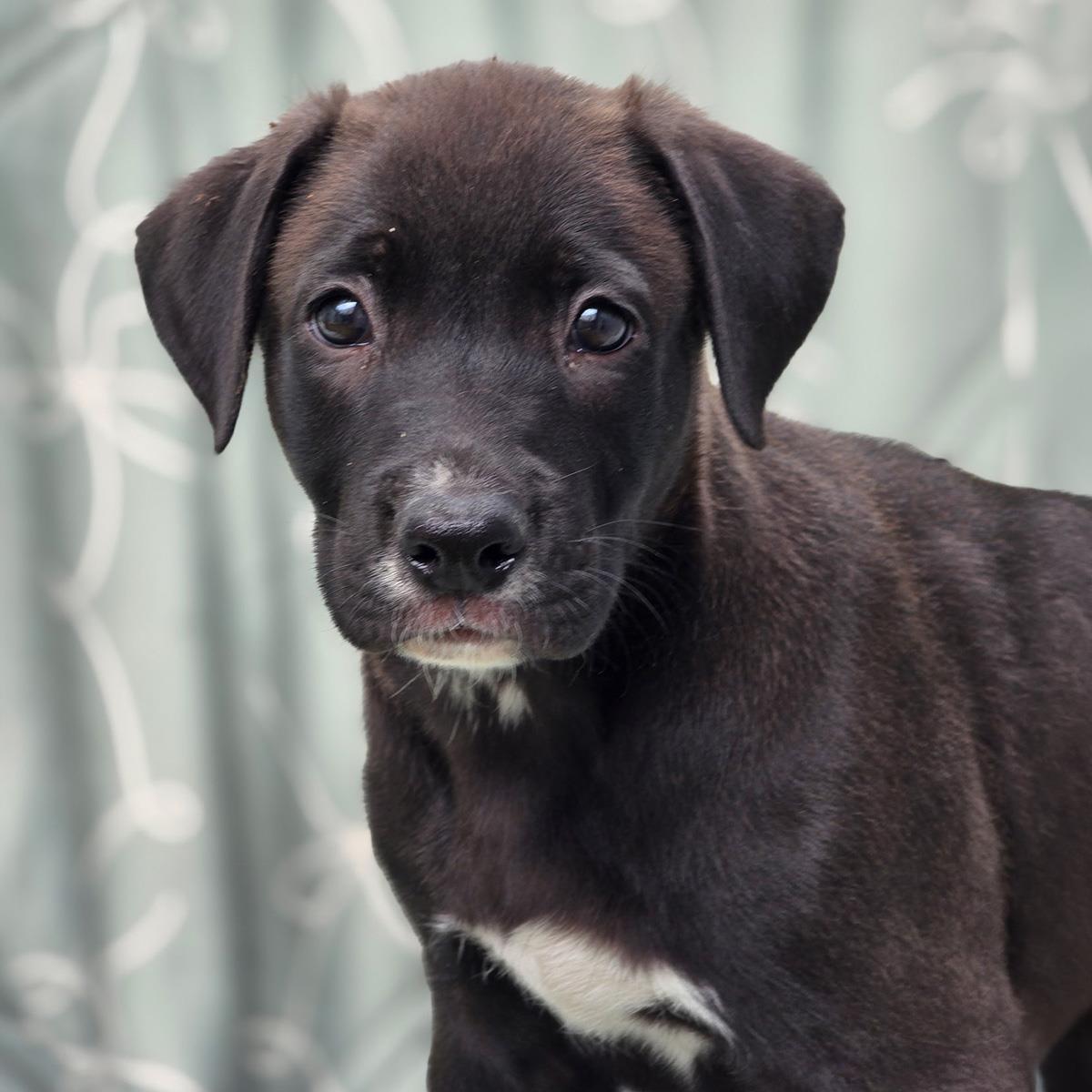 Juice Box Pup - Yoohoo, Adoptable, Puppy Male Labrador Retriever & Shepherd.