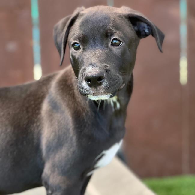 Enlarge Juice Box Pup - Yoohoo, a Adoptable mixed breed in San Diego, CA image 3/3