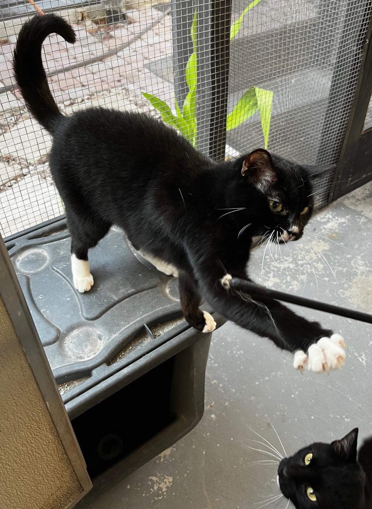 Enlarge Bridgett, a Adopted mixed breed in Sarasota, FL image 1/1