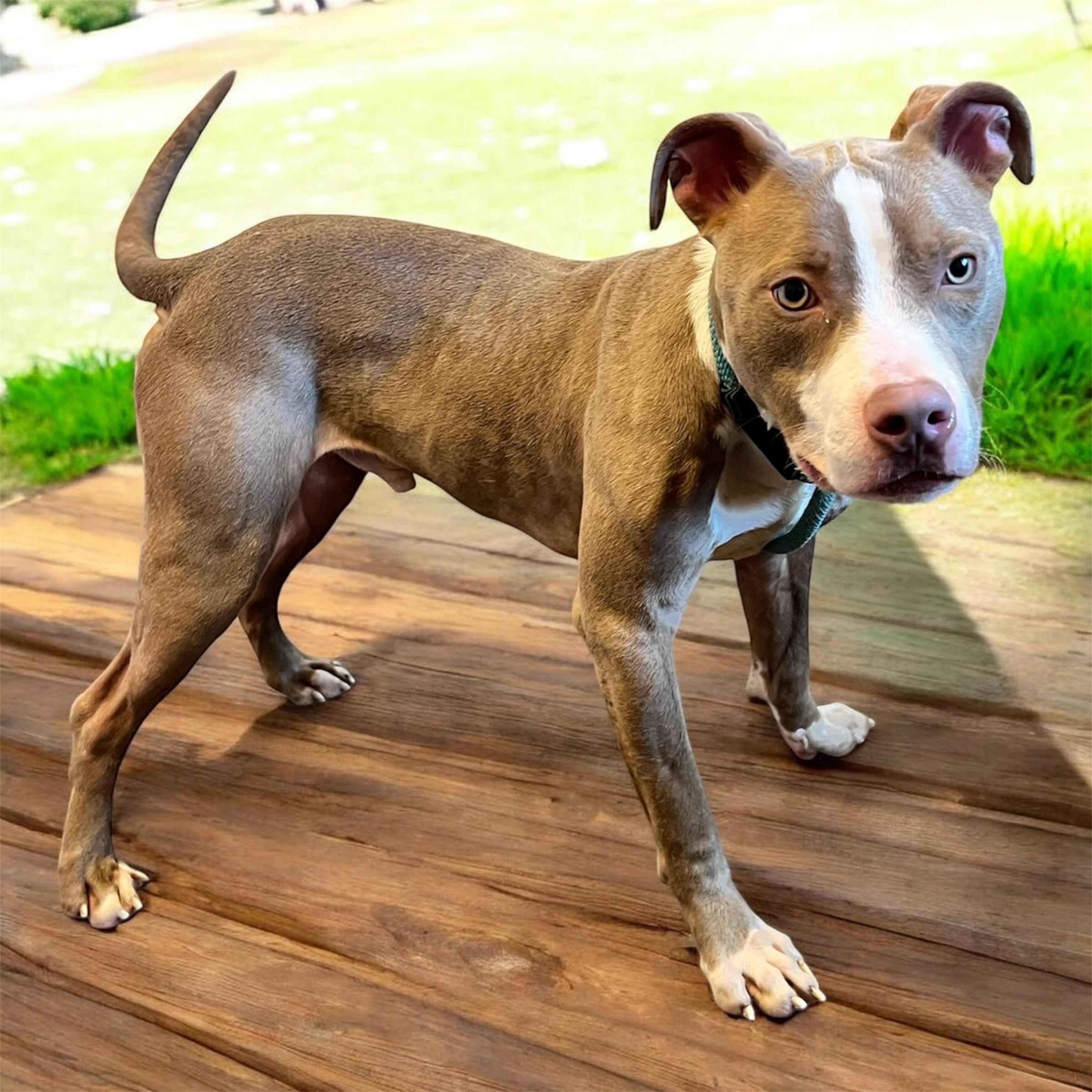 Enlarge Tadpole, an adoptable mixed breed in Horn Lake, MS image 3/6