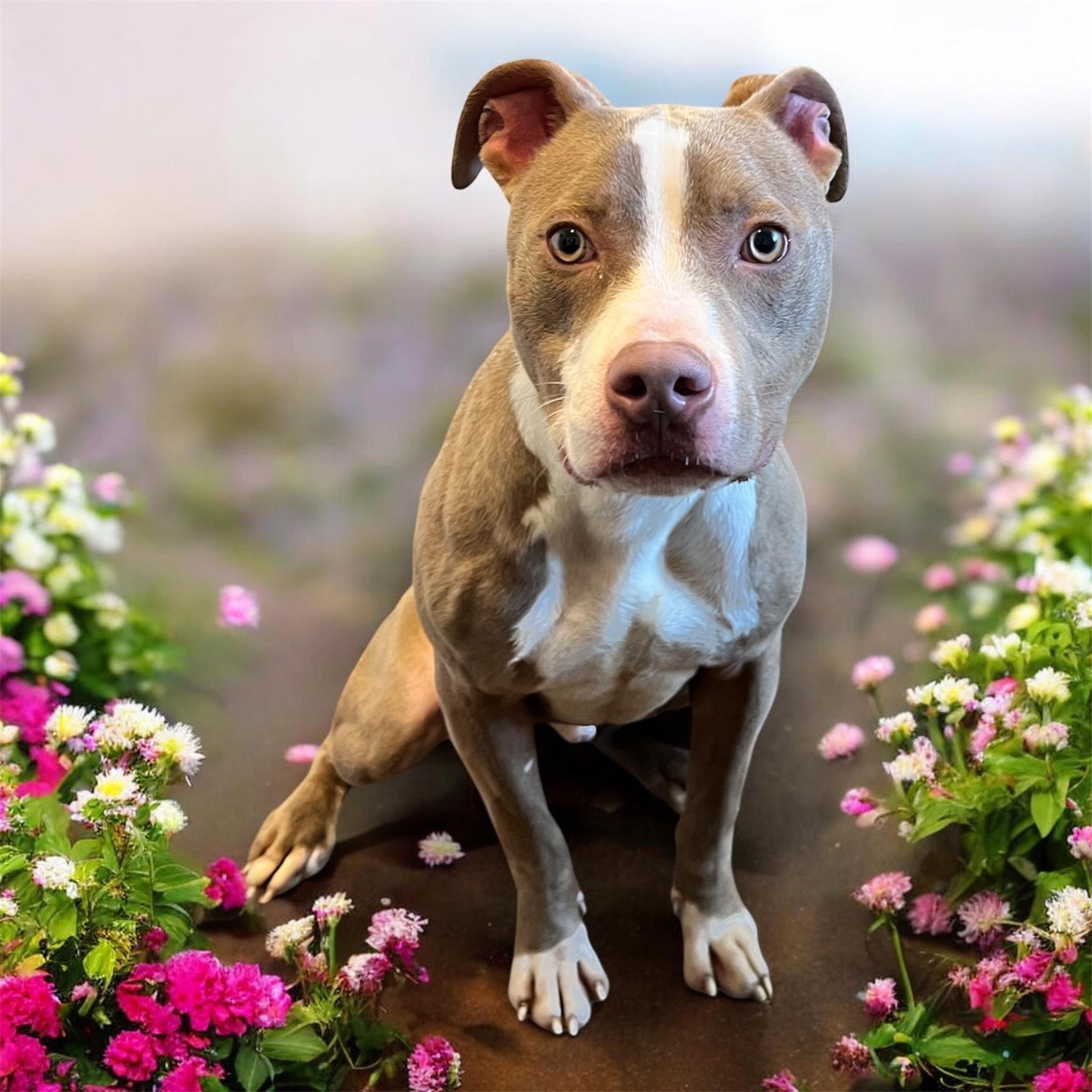 Enlarge Tadpole, an adoptable mixed breed in Horn Lake, MS image 2/6